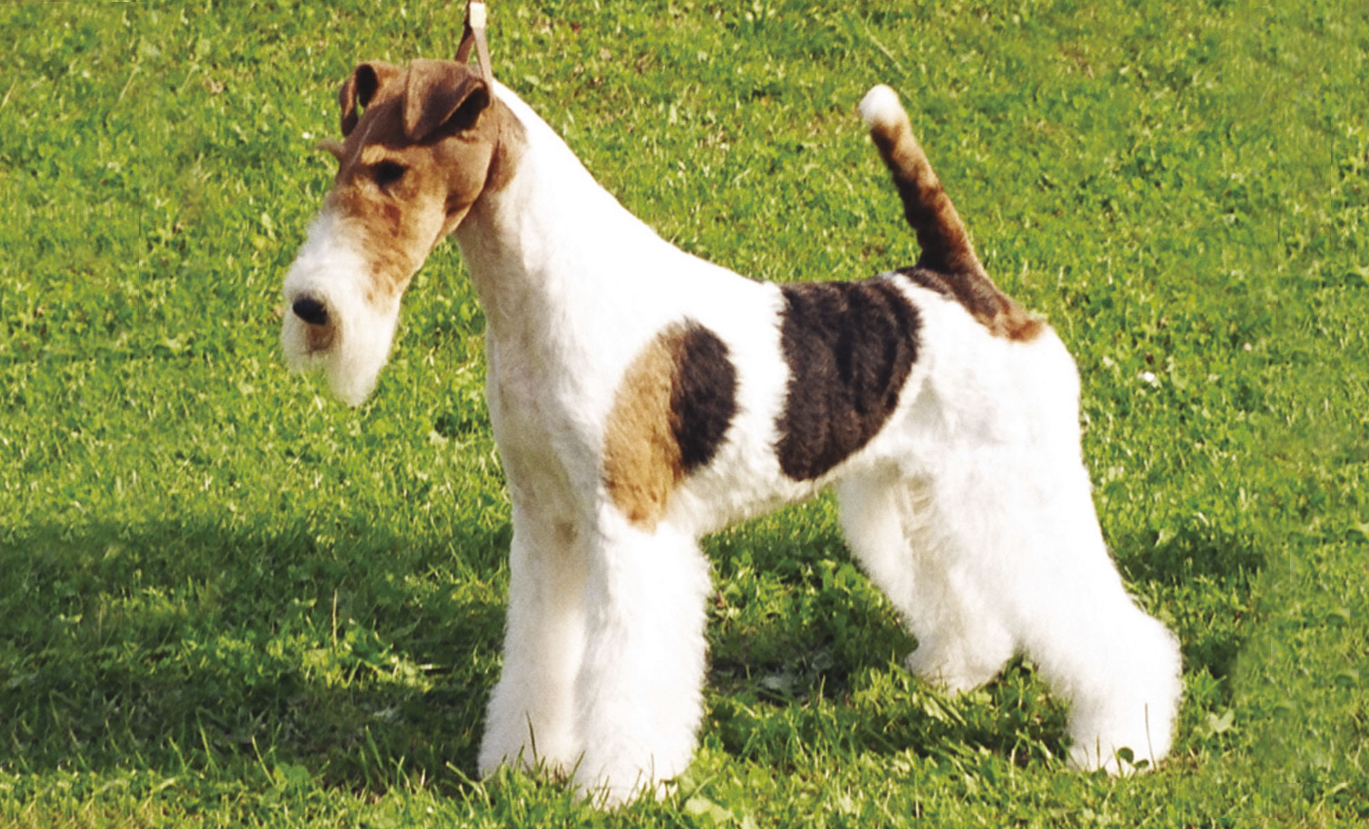 Fox Terrier a pelo liscio e Fox Terrier a pelo ruvido Petme Fox Terrier a pelo liscio e Fox Terrier a pelo ruvido Petme