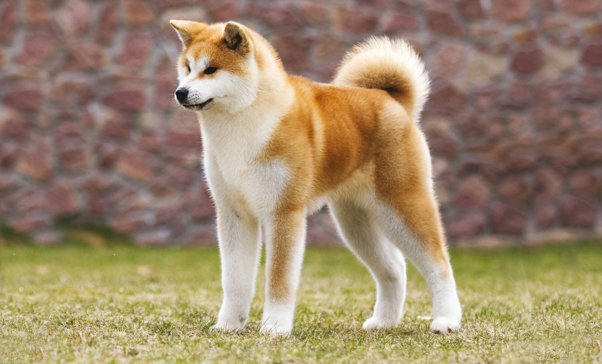 Un cane Akita con la coda soffice è in piedi sullerba, con uno sfondo di muro di pietra.