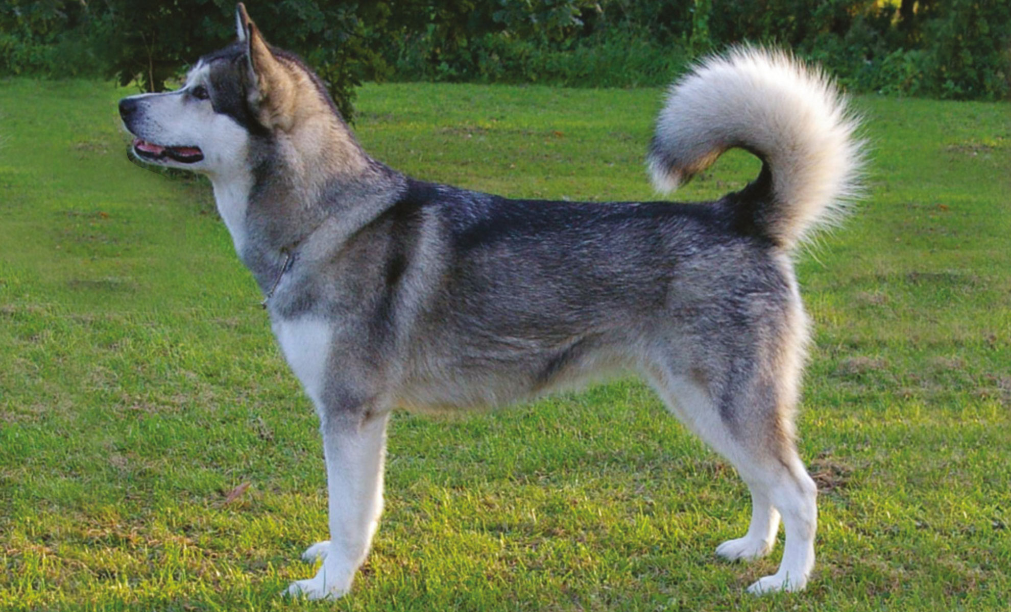 Un husky siberiano è in piedi sullerba, rivolto verso sinistra, con la sua soffice coda arrotolata sul dorso come quella di un alaskan malamute.
