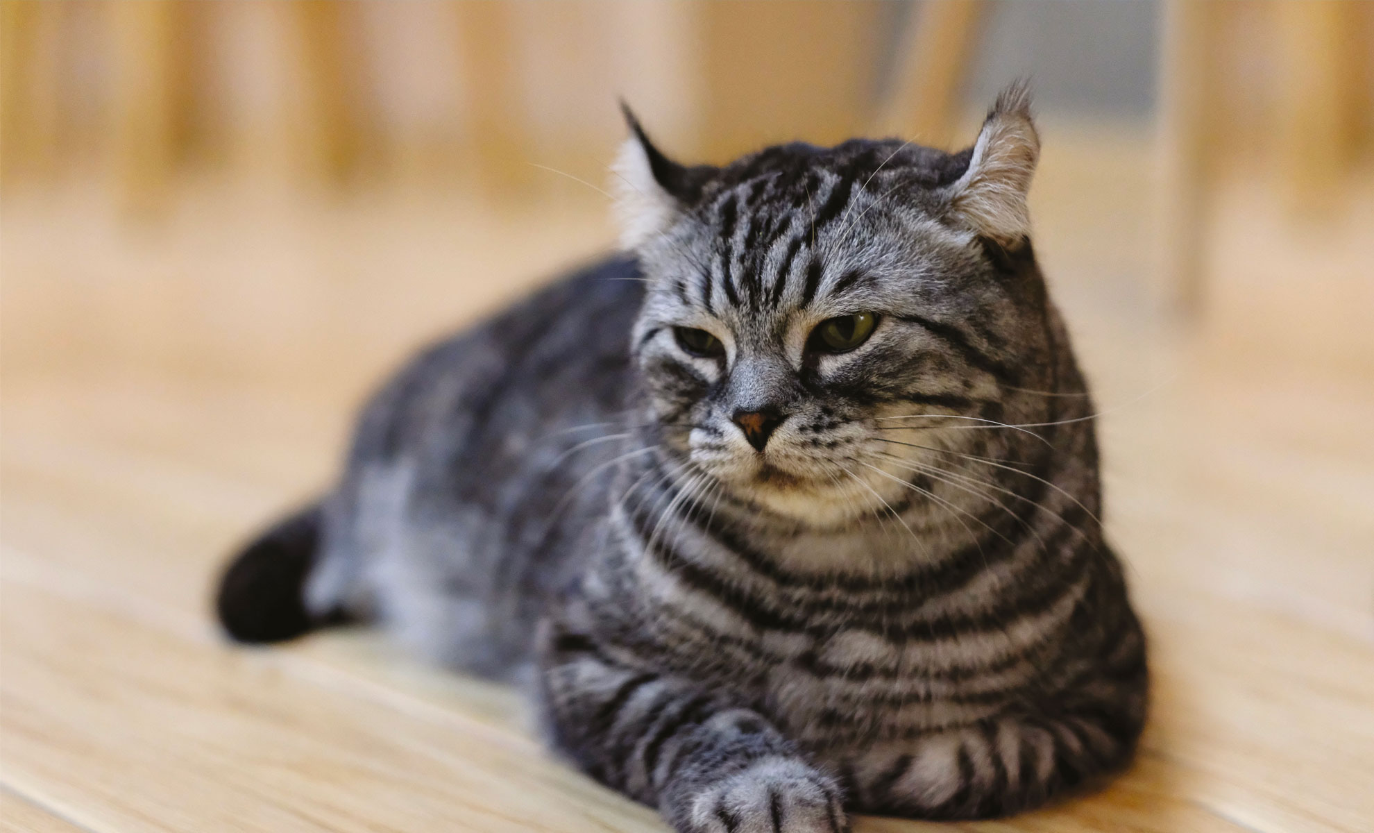 Un gatto soriano grigio dal pelo corto, simile allAmerican Curl, giace graziosamente su un pavimento di legno, guardando pensieroso di lato.