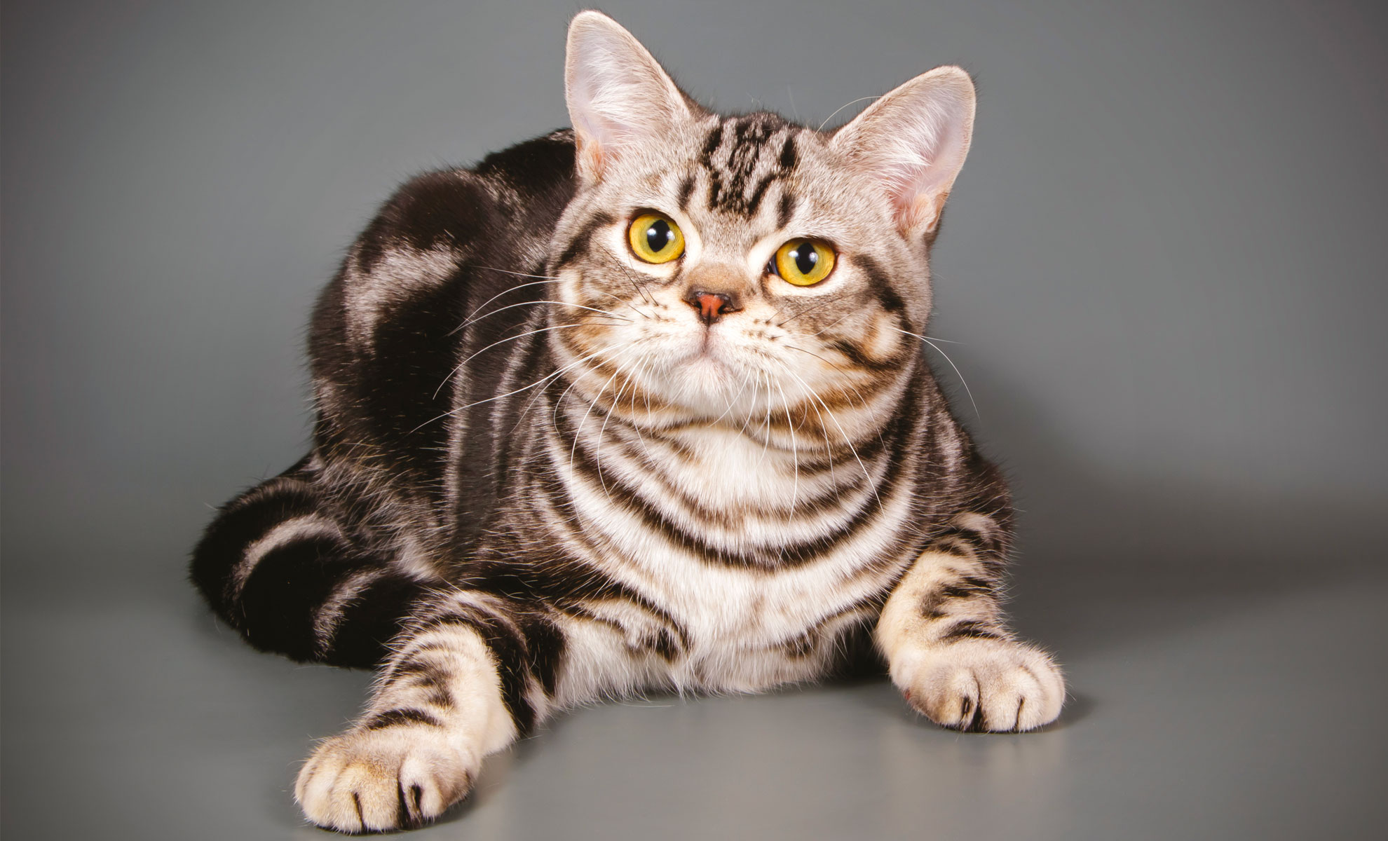 Un gatto American Shorthair è adagiato su una superficie grigia, le sue strisce mettono in risalto il suo corpo snello, mentre guarda verso lalto con i suoi grandi occhi.