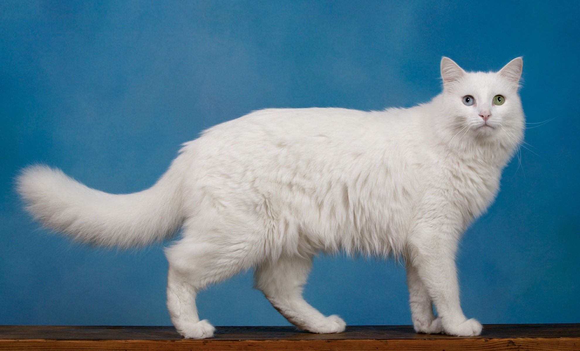 Un gatto dAngora bianco con eterocromia, un occhio azzurro e uno verde, è sistemato con grazia su una superficie di legno, su uno sfondo blu sereno.