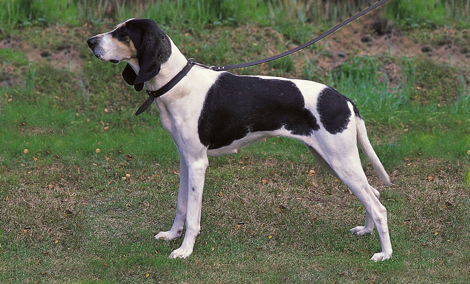 Un cane bianco e nero è fermo su un prato, rivolto verso sinistra, con collare e guinzaglio.