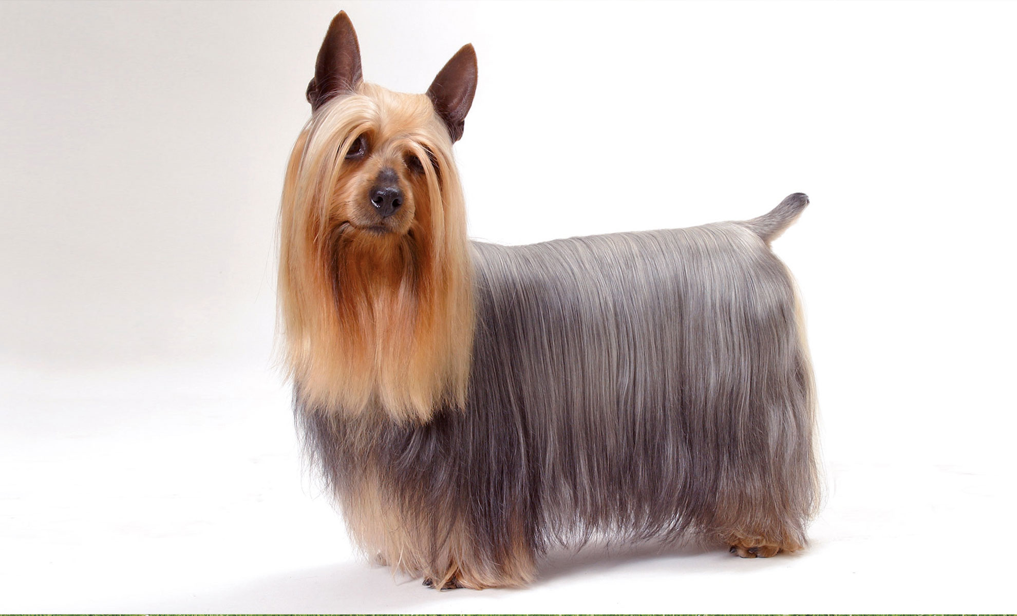Australian Silky Terrier con pelo lungo e liscio che risalta su uno sfondo bianco uniforme.