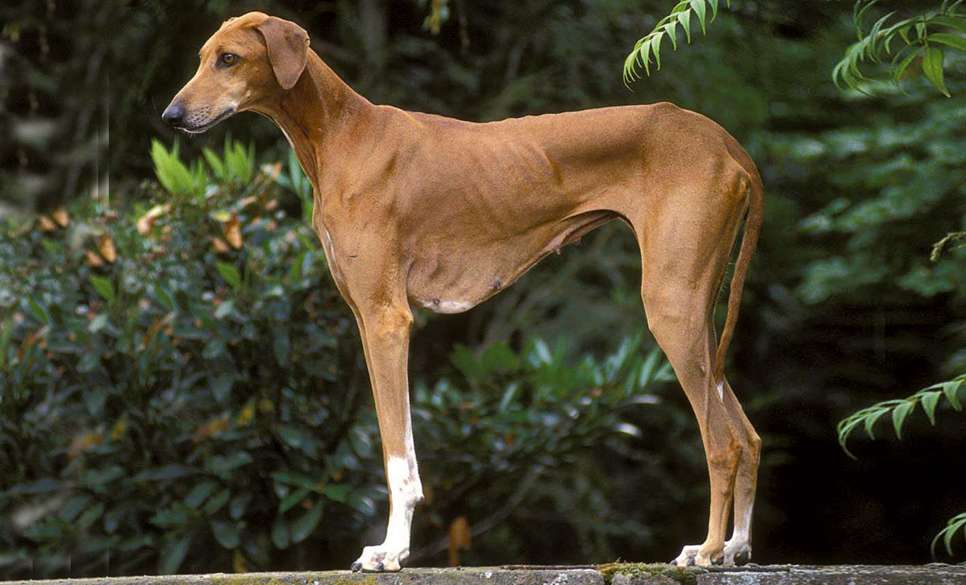 Un cane marrone a pelo corto con zampe bianche è in piedi allaperto, circondato da fogliame verde, visto di profilo.