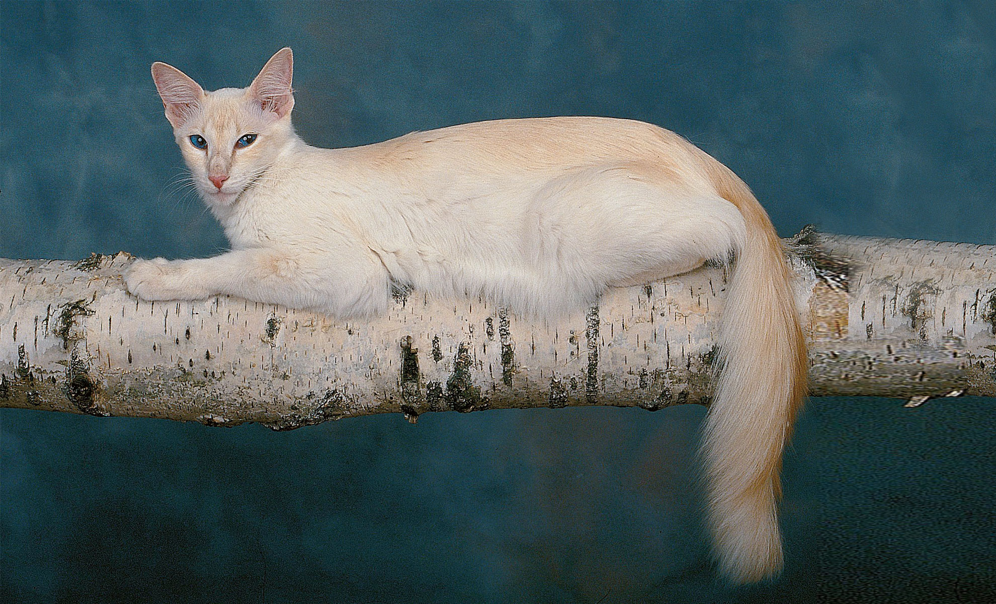 Un gatto color crema con gli occhi azzurri è sdraiato su un tronco di betulla su uno sfondo blu.