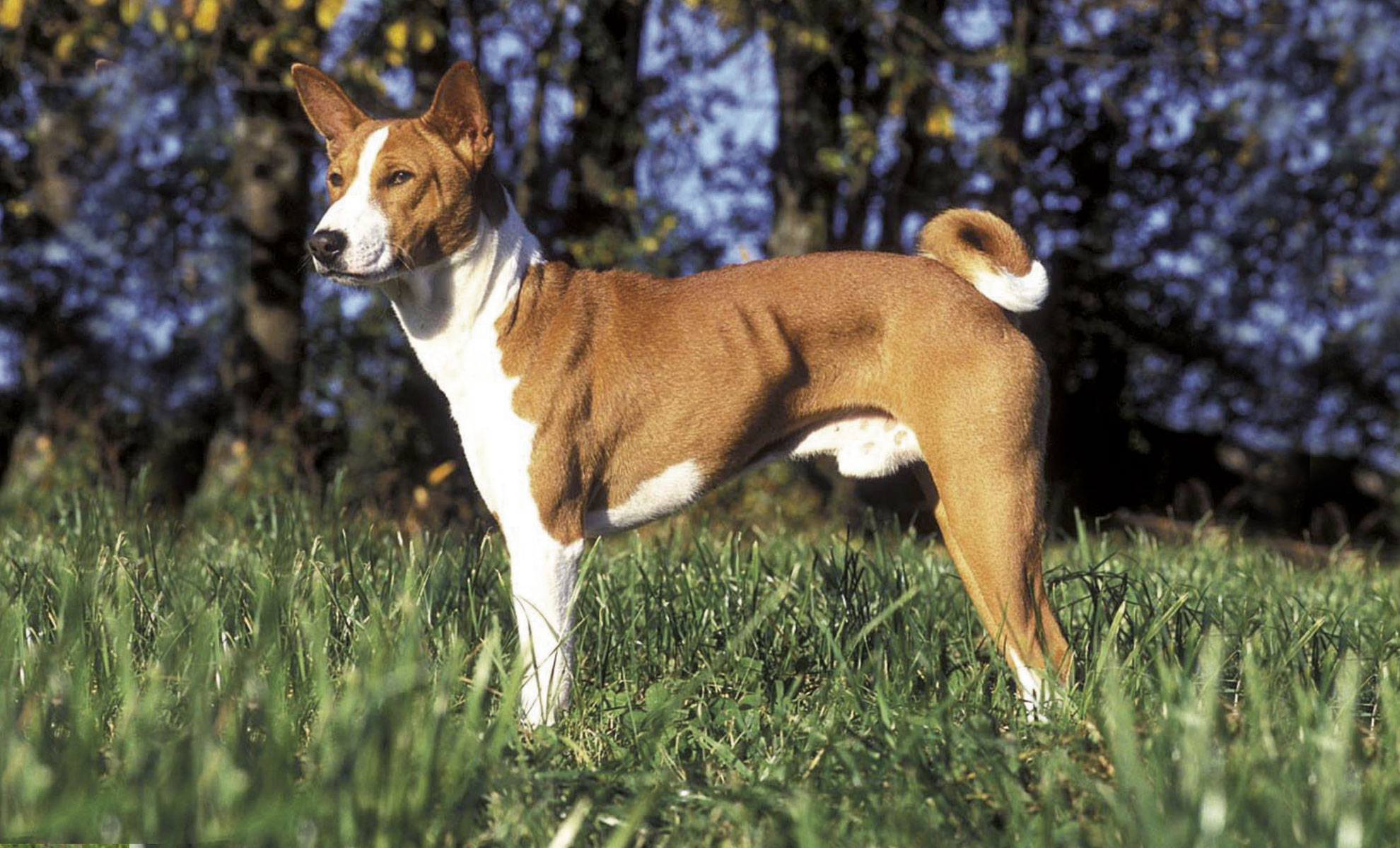 Un cane Basenji marrone e bianco è in piedi sullerba, rivolto verso sinistra, con degli alberi sullo sfondo.