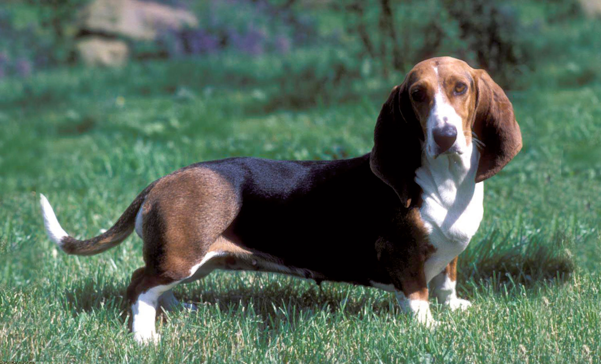 Un Basset Artésien Normand è in piedi sullerba, con le sue lunghe orecchie elegantemente pendenti, mentre guarda verso la telecamera con unespressione curiosa.