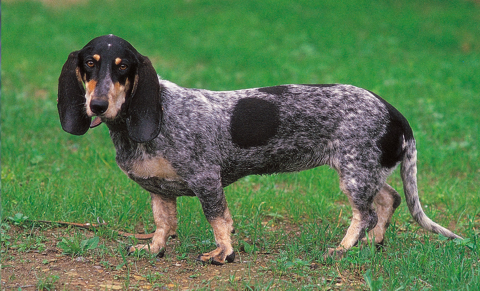 Un Bluetick Coonhound dal mantello maculato di grigio e nero sta allerta sullerba verde, emanando uneleganza che ricorda quella del Basset Bleu de Gascogne.