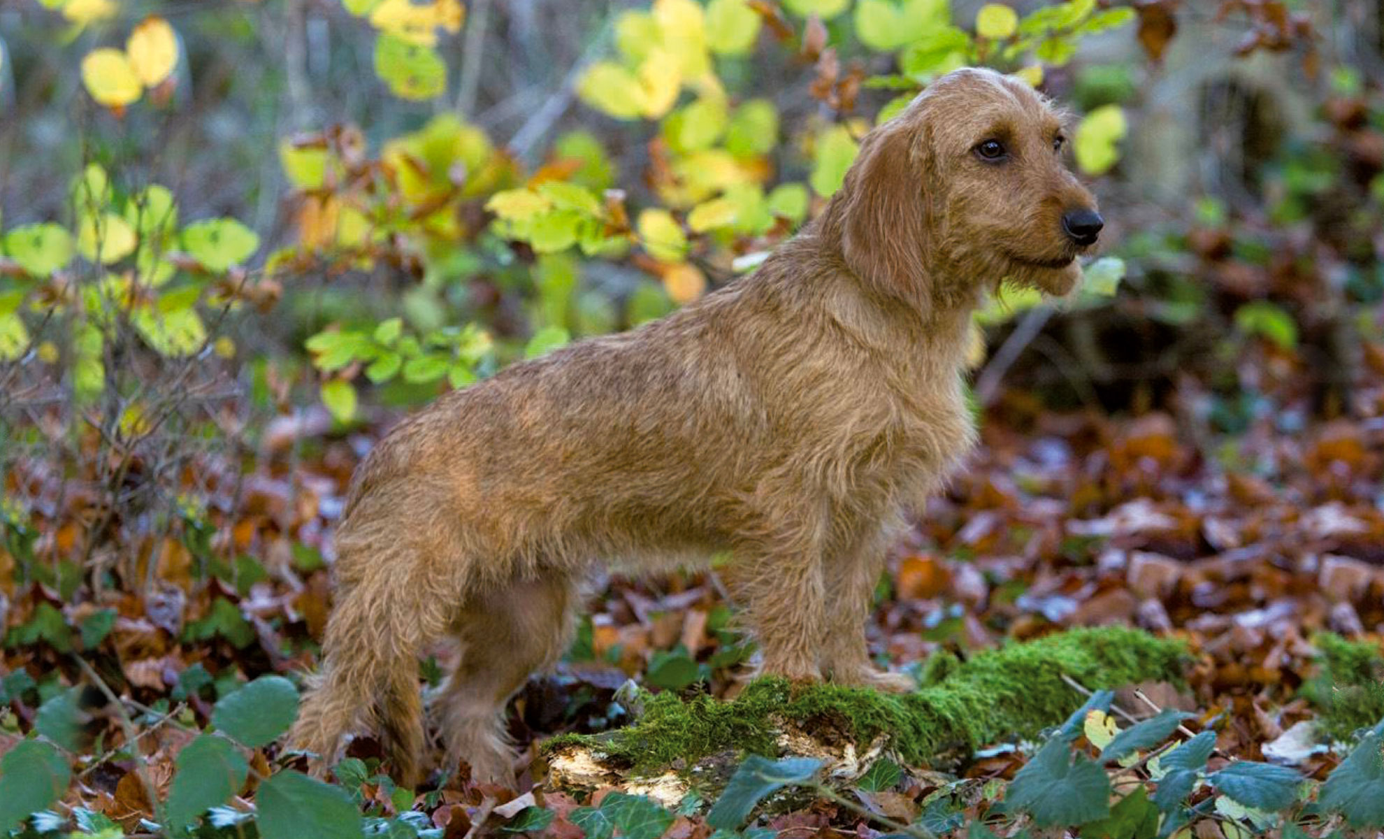 Un Basset Fauve de Bretagne marrone e trasandato è in piedi su un tronco ricoperto di muschio in una foresta con foglie cadute e fogliame verde sullo sfondo.