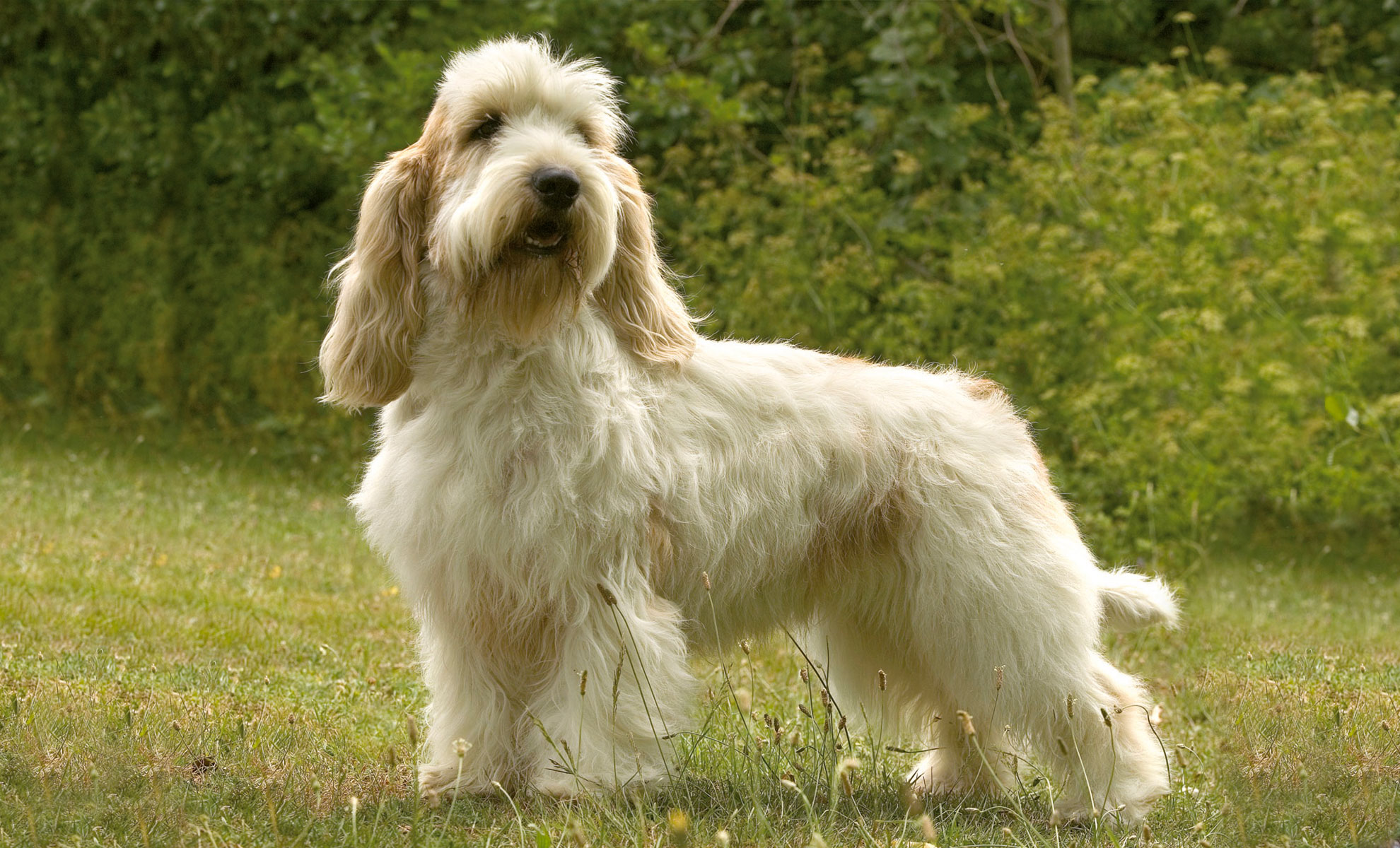 Un Petit Basset bianco e marrone chiaro con la pelliccia lunga e ondulata se ne sta elegantemente in piedi sullerba, circondato da una vegetazione lussureggiante, e guarda verso sinistra.
