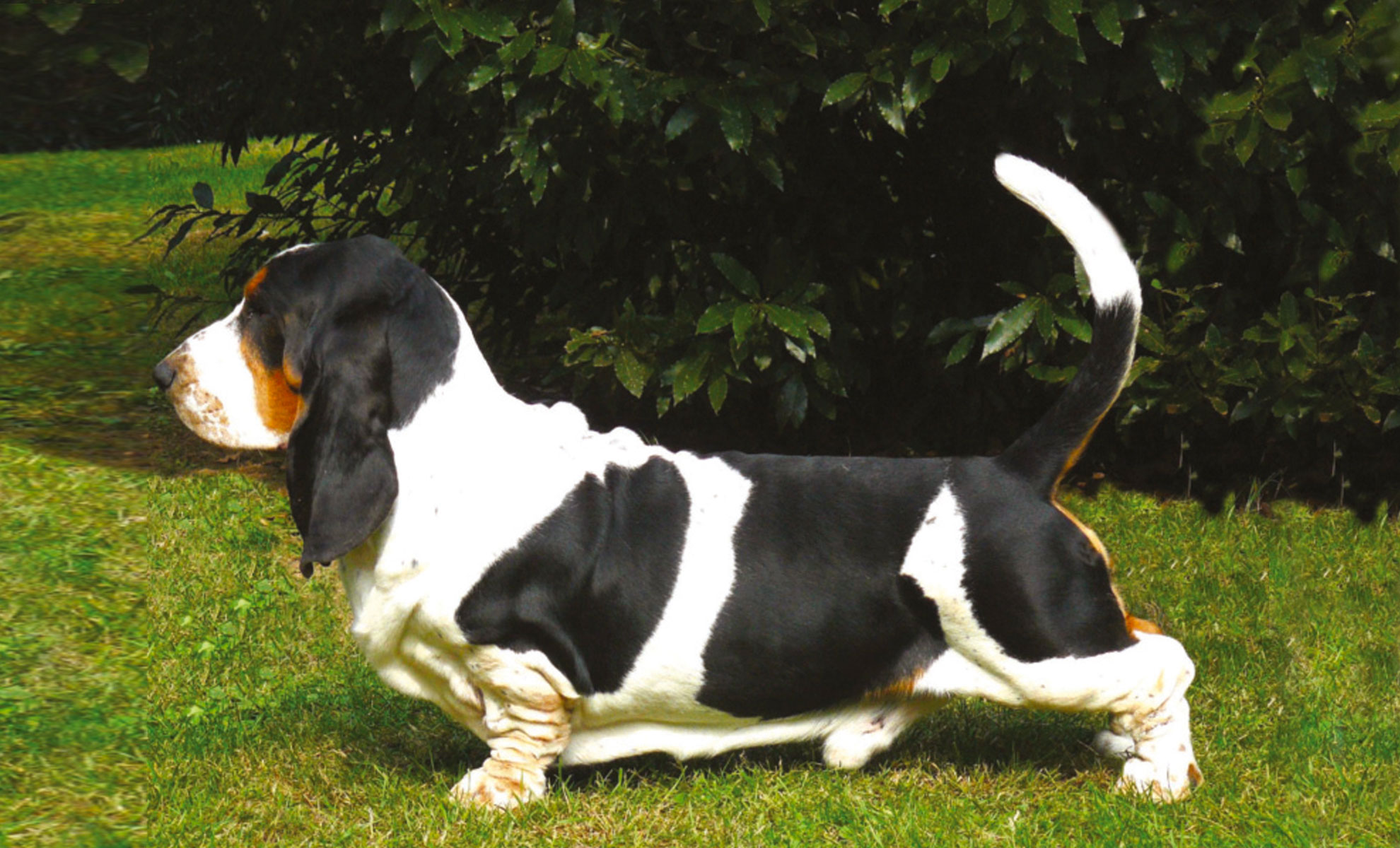 Un affascinante Basset Hound si erge fiero sullerba rigogliosa, mentre un cespuglio rigoglioso crea uno sfondo pittoresco.