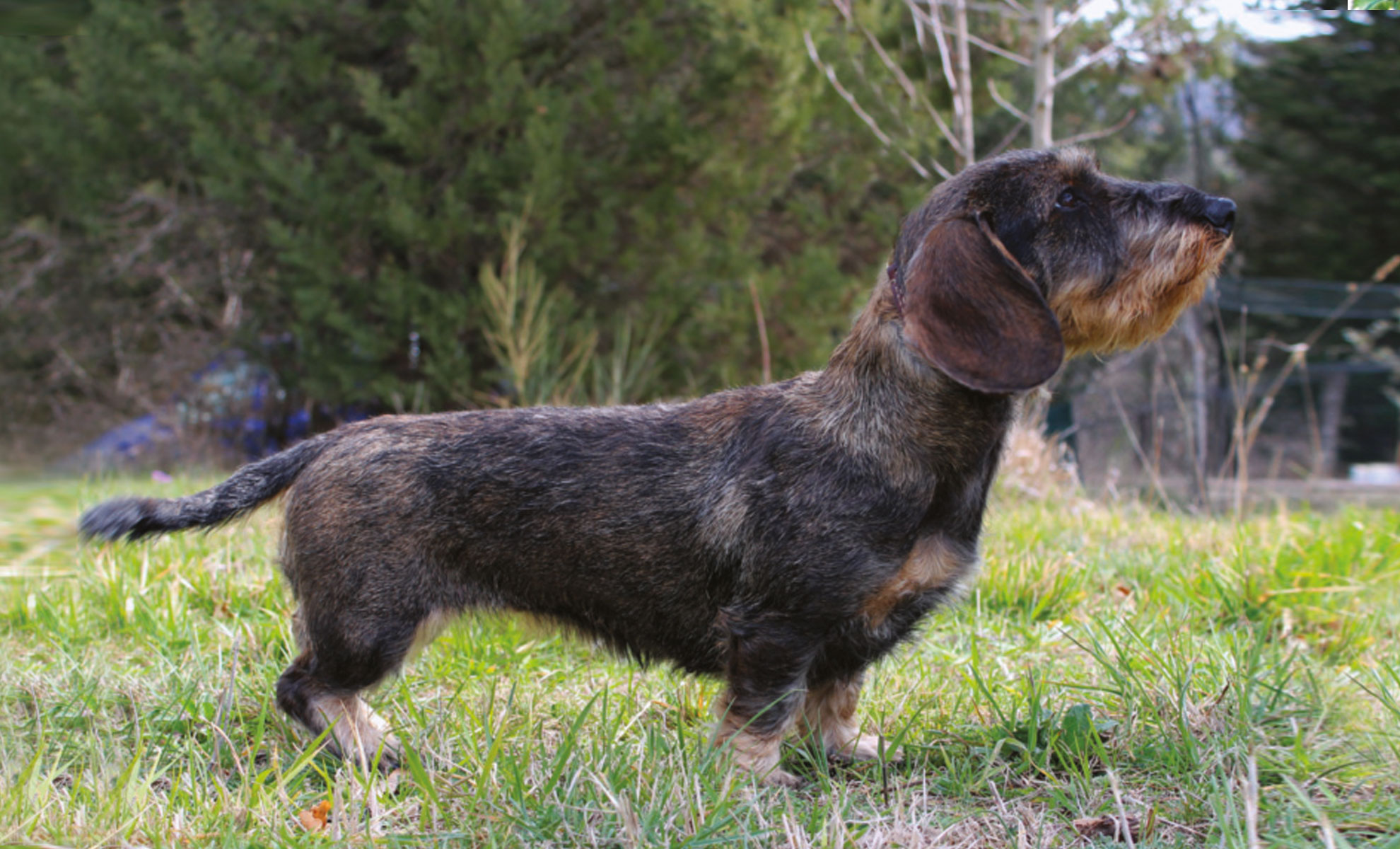 Wire-haired Bassotto, Filo-dai Capelli Del Cane Di Salsiccia, Cane - Foto 9