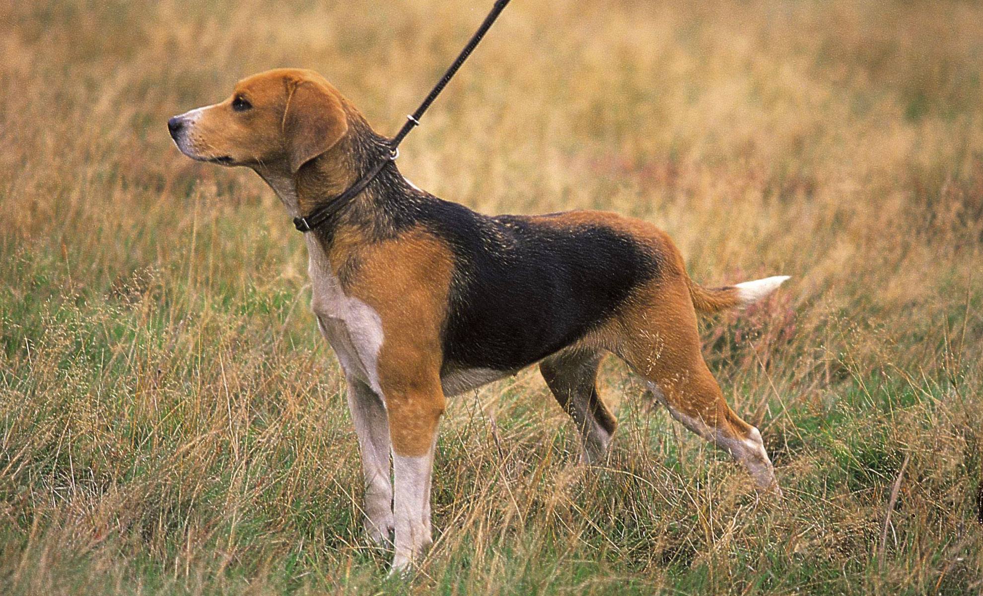 Un Beagle-Harrier al guinzaglio se ne sta lì vigile in un campo erboso, guardando verso sinistra.