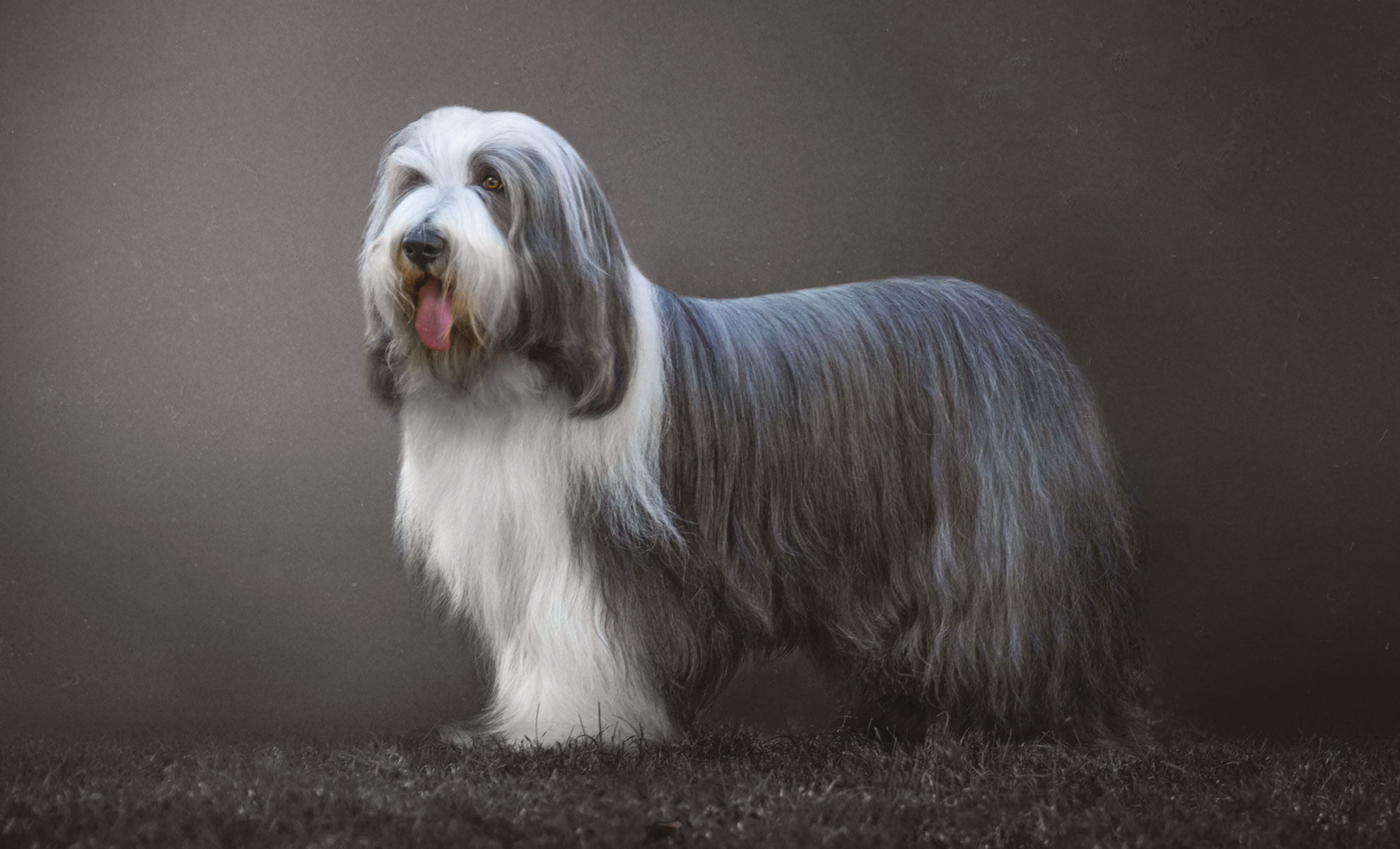 Un affascinante Bearded Collie, con il suo pelo ispido grigio e bianco, si erge con grazia sullerba verde rigogliosa, sullo sfondo di unombra.