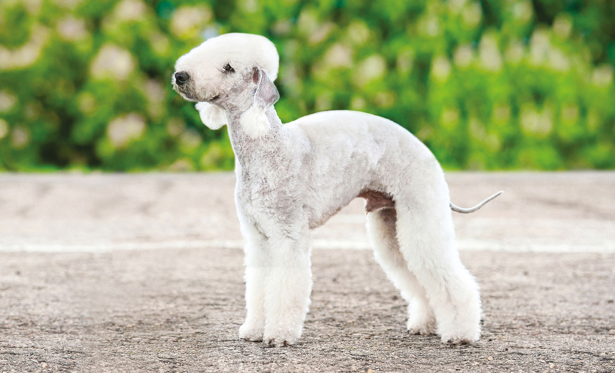 Un Bedlington Terrier curato nei minimi dettagli posa con grazia su una superficie di cemento, sullo sfondo di un vivace verde foglia.