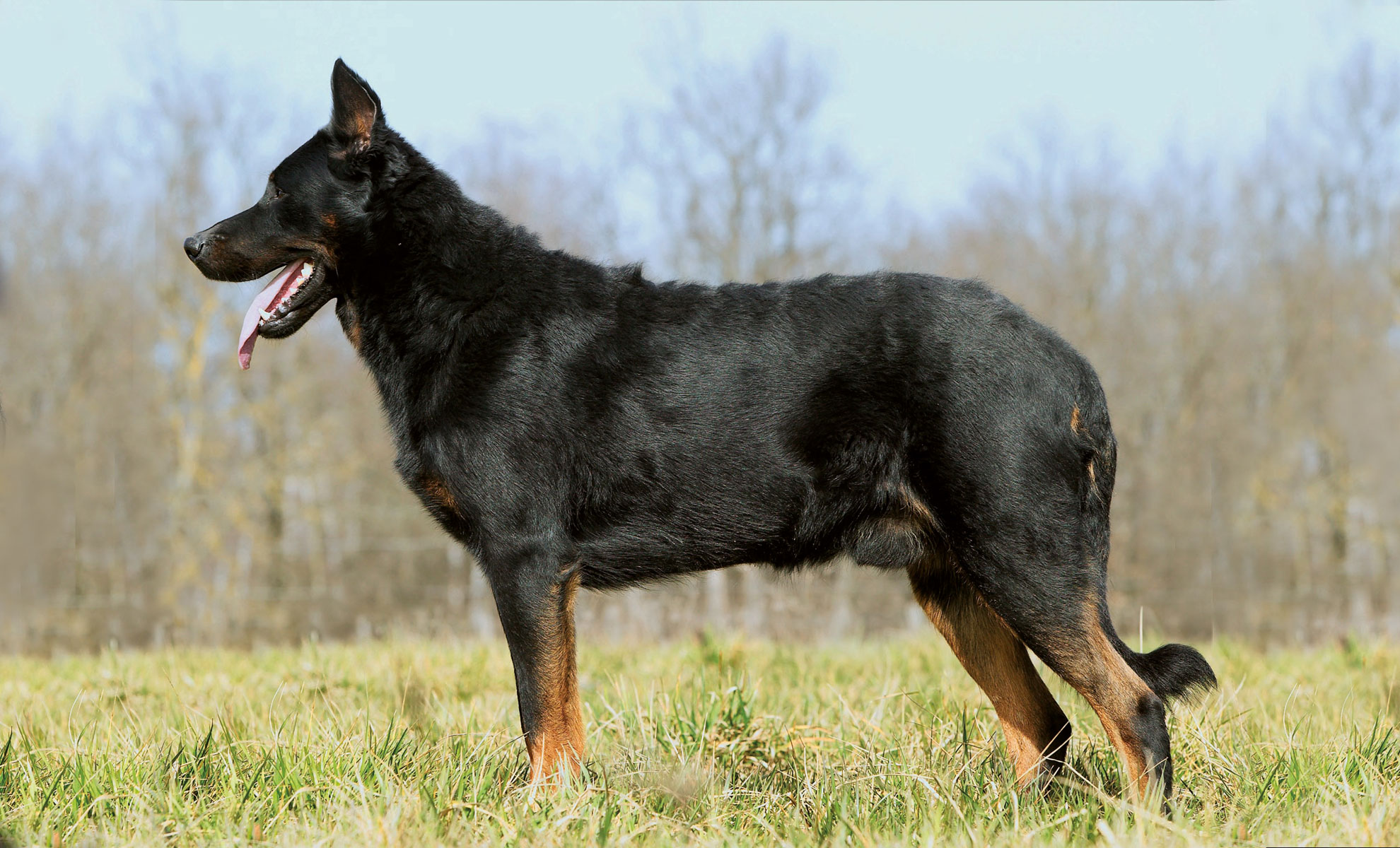 Un Berger de la Beauce è in piedi sullerba, rivolto a sinistra. Il mantello nero e marrone chiaro del cane brilla alla luce, la lingua leggermente fuori, con alberi sfocati che forniscono uno sfondo naturale.