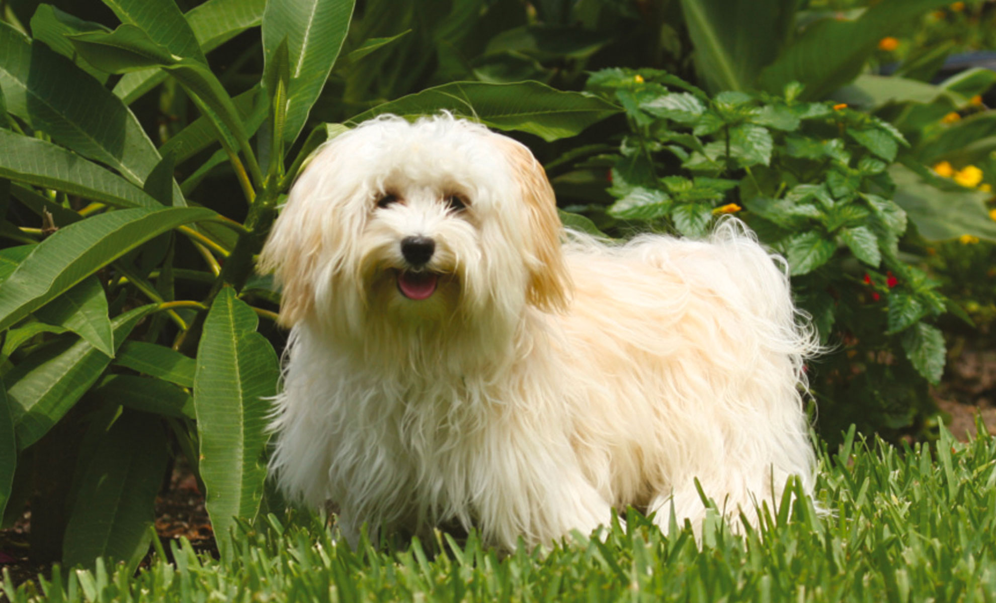 Un soffice Bichon à Poil Frisé è in piedi sullerba, circondato da piante verdi e vivaci, e guarda curioso verso la telecamera.