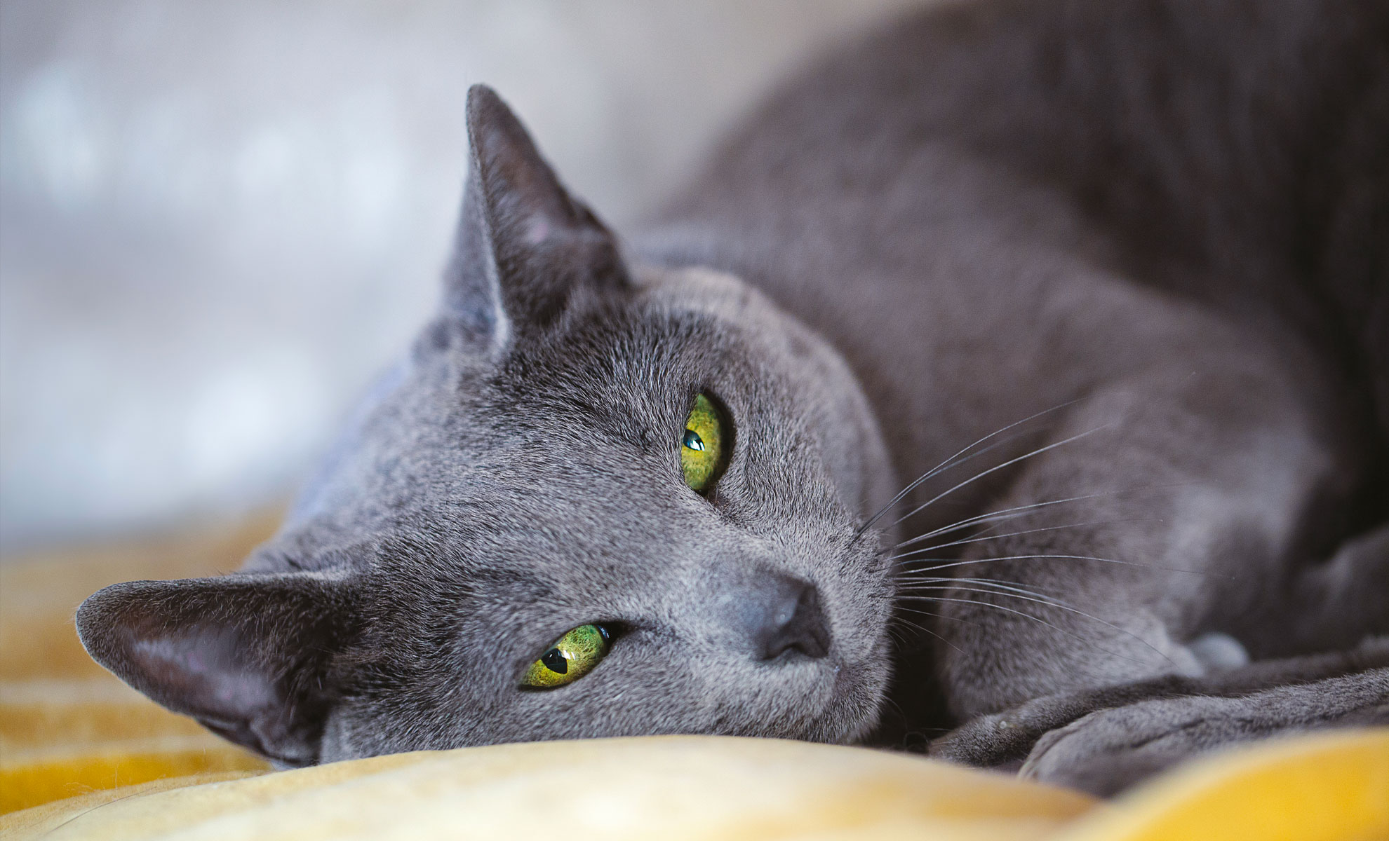 Un gatto Blu di Russia con i suoi sorprendenti occhi verdi è sdraiato e mi guarda intensamente.