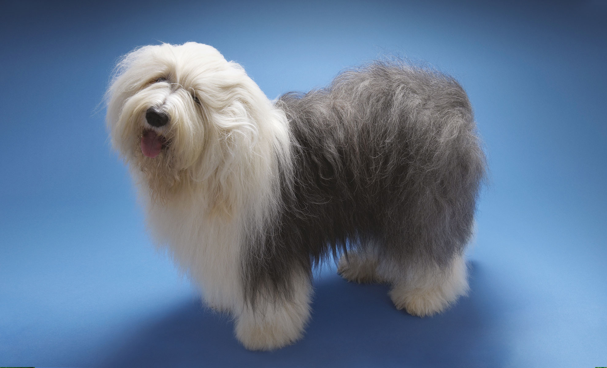 Un maestoso Bobtail si staglia su uno sfondo blu, con il suo soffice mantello bianco e grigio perfettamente curato e la bocca leggermente aperta che aggiunge fascino.
