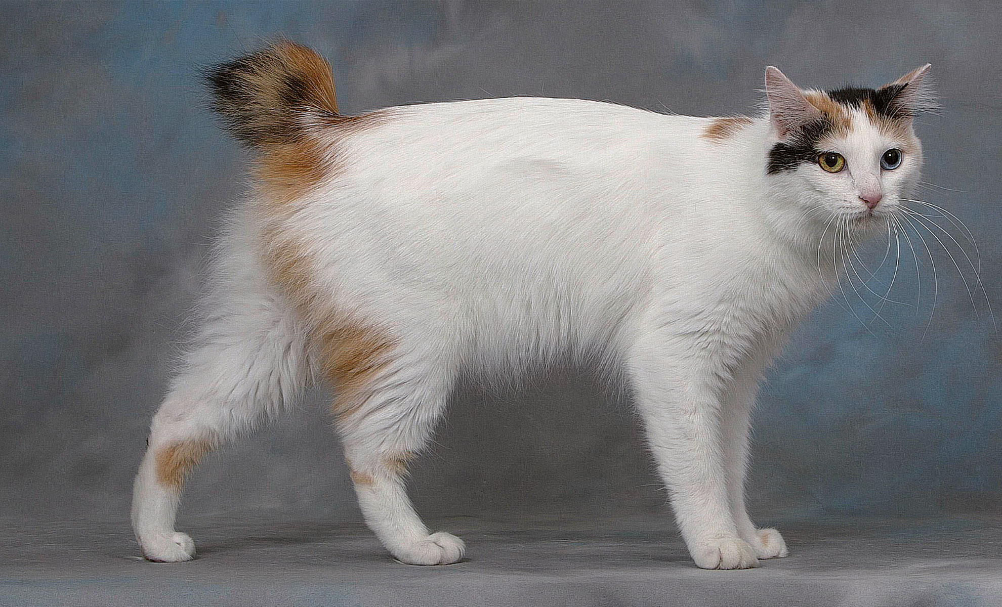 Un gatto bianco con macchie calicò e un bobtail giapponese si ergono con grazia su uno sfondo grigio.