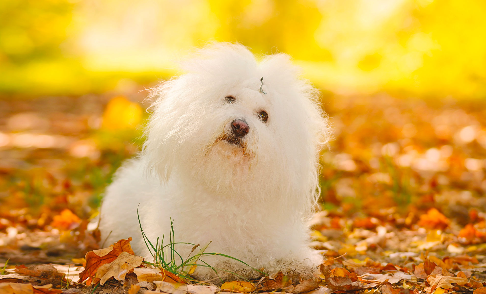 Un soffice cane bianco sdraiato su un letto di foglie autunnali con uno sfondo giallo sfocato.