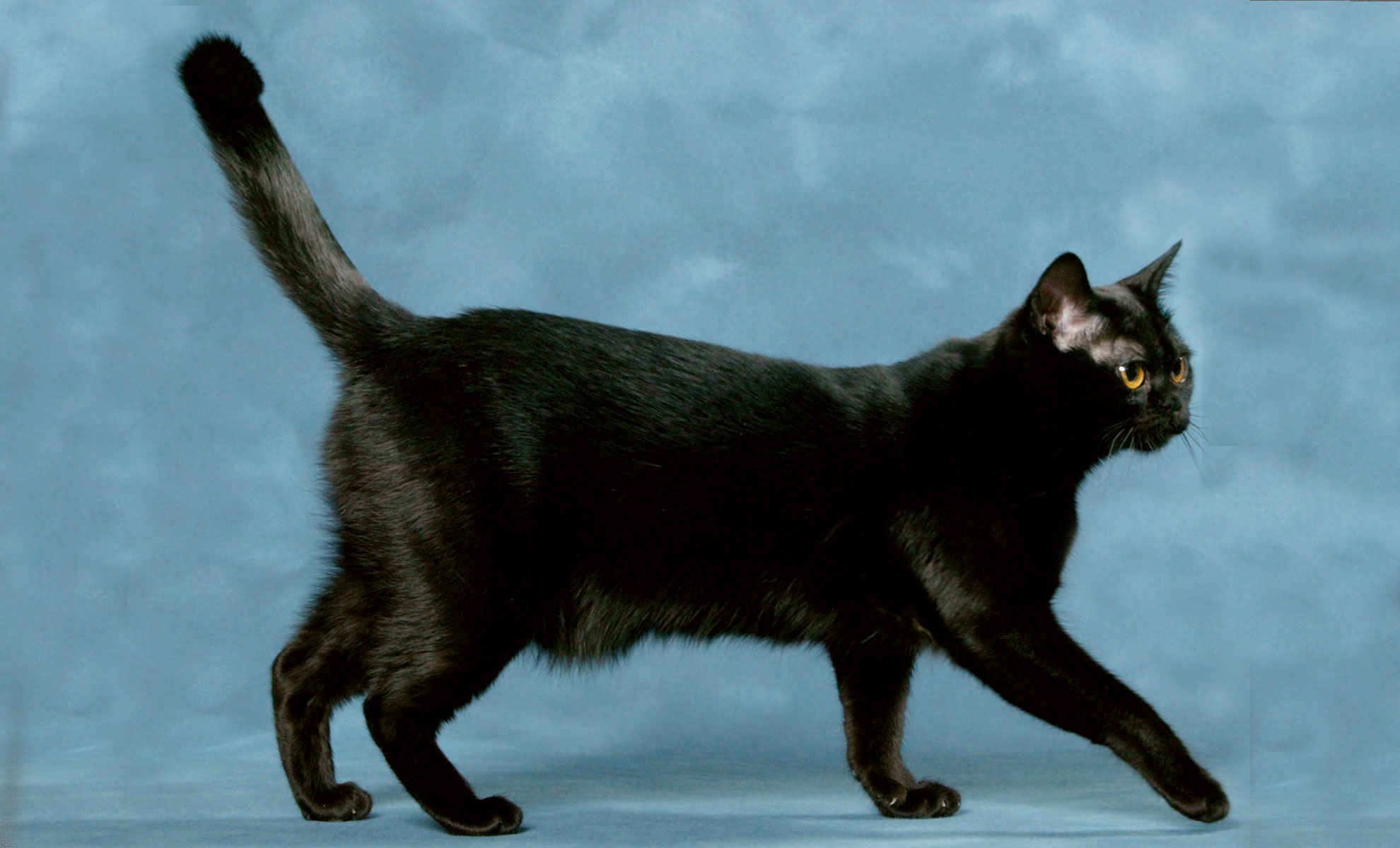 Gatto nero che cammina verso destra su uno sfondo azzurro.