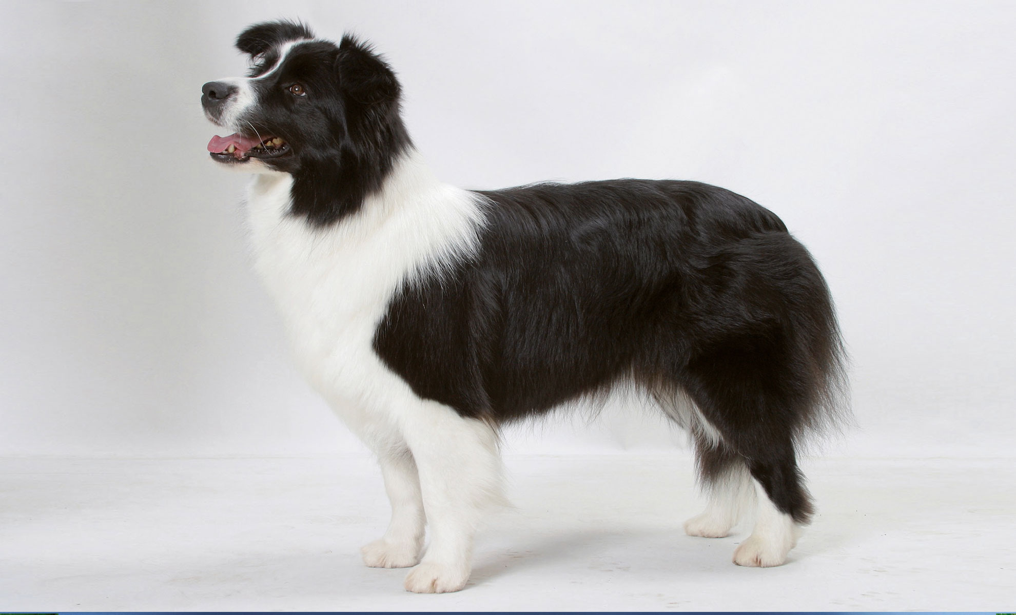 Un Border Collie bianco e nero si staglia con grazia su uno sfondo bianco semplice, mettendo in risalto il suo sguardo intelligente e la sua postura agile.