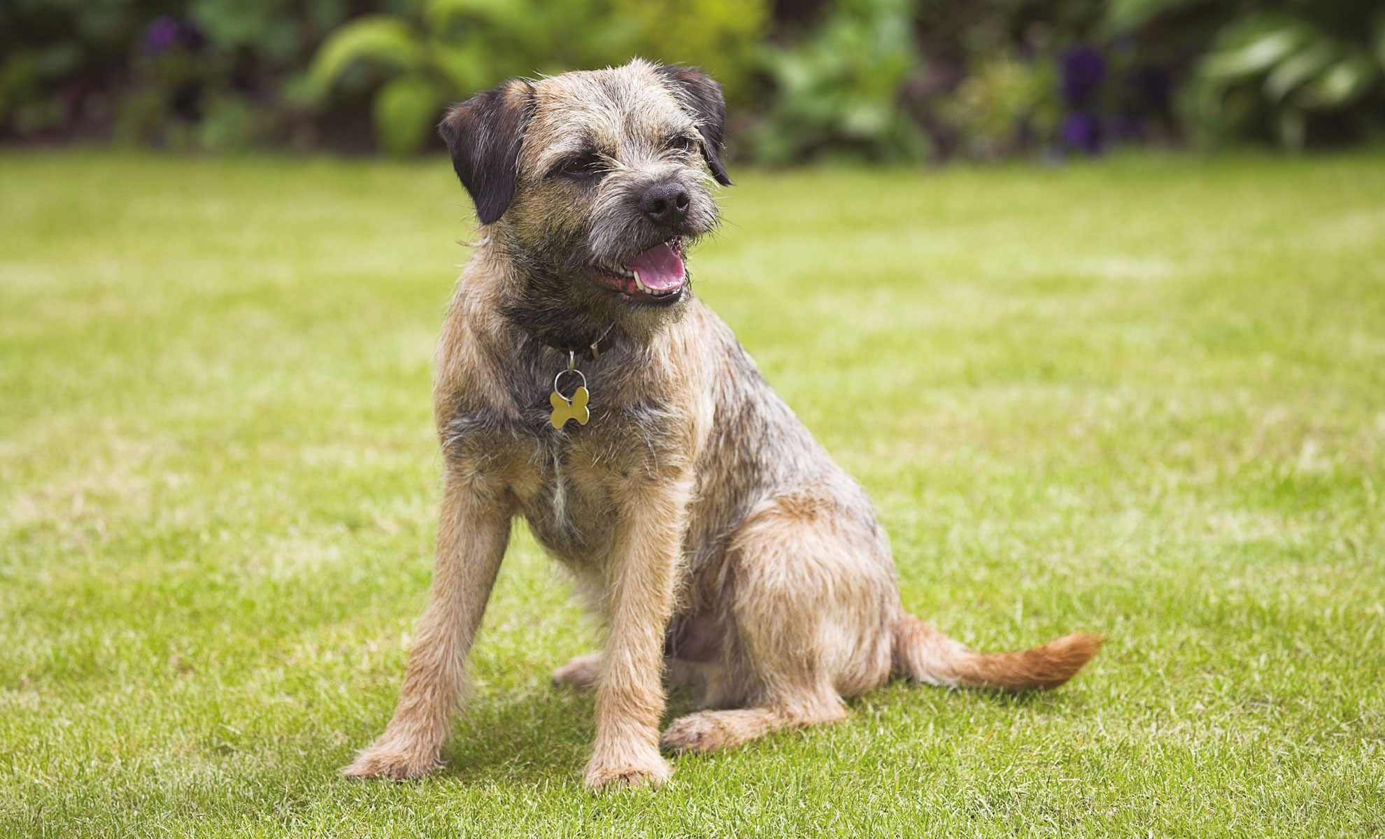 Un Border Terrier marrone e nero con collare è seduto su un prato verde lussureggiante, circondato da una vegetazione rigogliosa sullo sfondo.