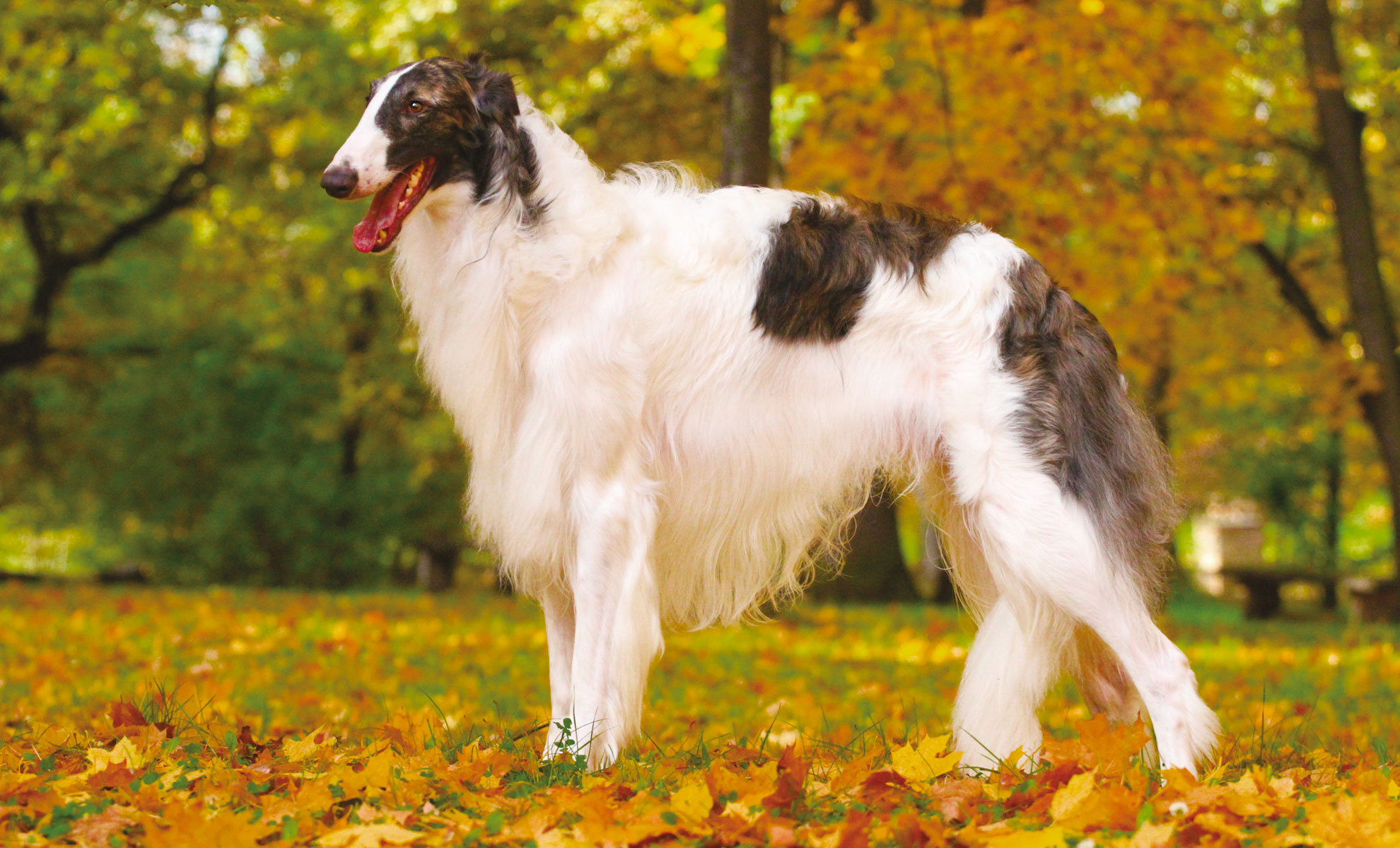 Un cane Borzoi è in piedi in un parco circondato da uno strato di foglie gialle cadute, da alberi e da un cielo limpido.