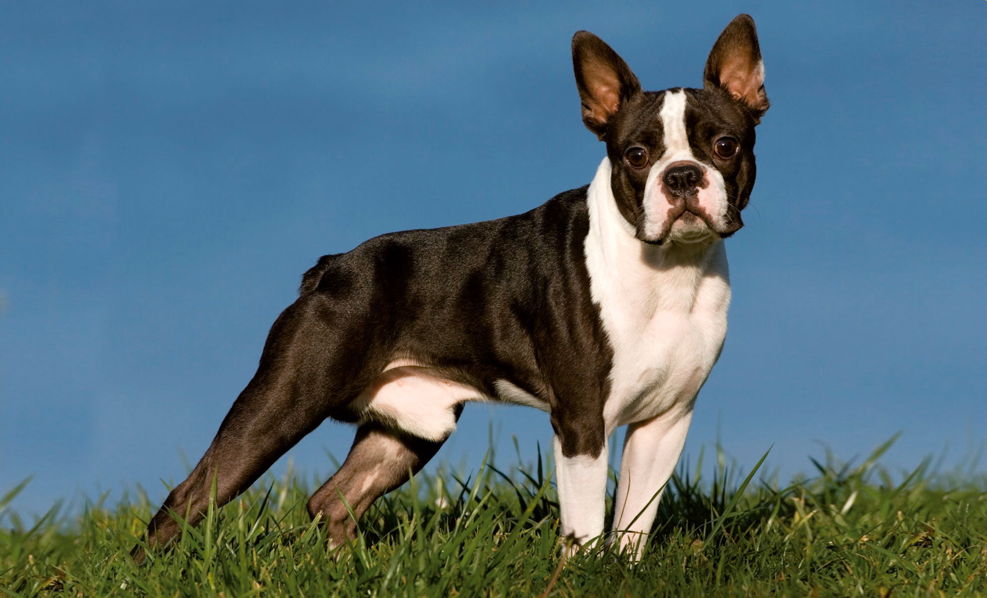 Un giocoso Boston Terrier si erge fiero sullerba rigogliosa, incorniciato da un cielo azzurro e terso.