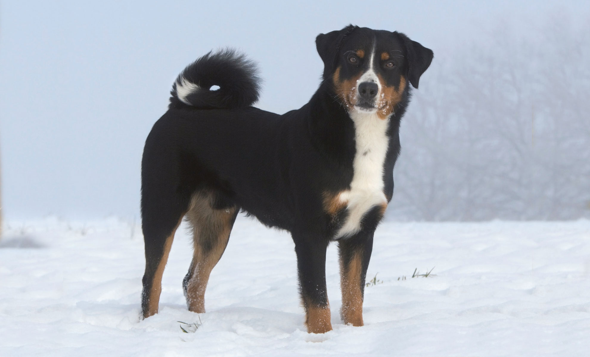 Un Bovaro dell’Appenzell nero, marrone e bianco è in piedi in un campo innevato e guarda verso la telecamera con curiosità.