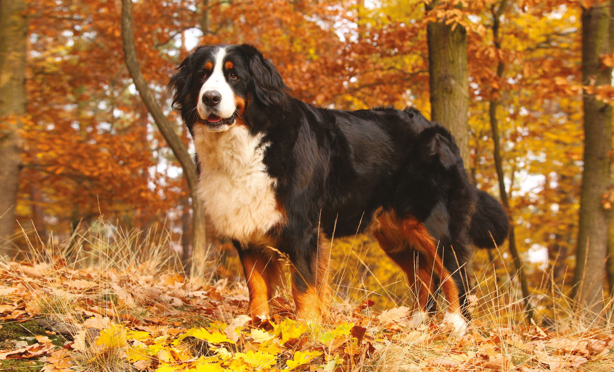 Un maestoso Bovaro del Bernese si erge maestoso sulle foglie cadute in una foresta, circondato dal ricco arazzo del fogliame autunnale.