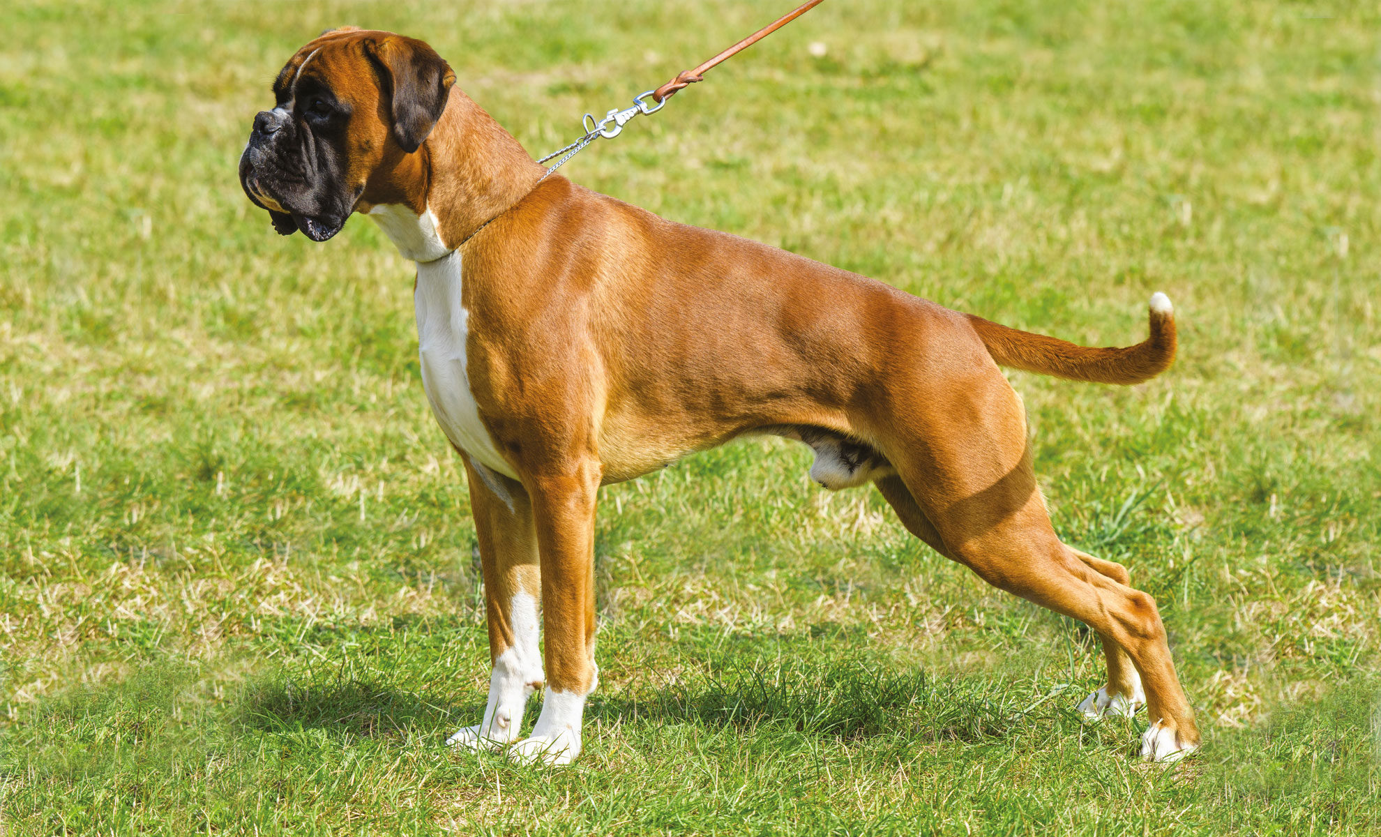 Un cane Boxer marrone di origine tedesca, con petto e zampe bianchi, è in piedi sullerba, al guinzaglio.