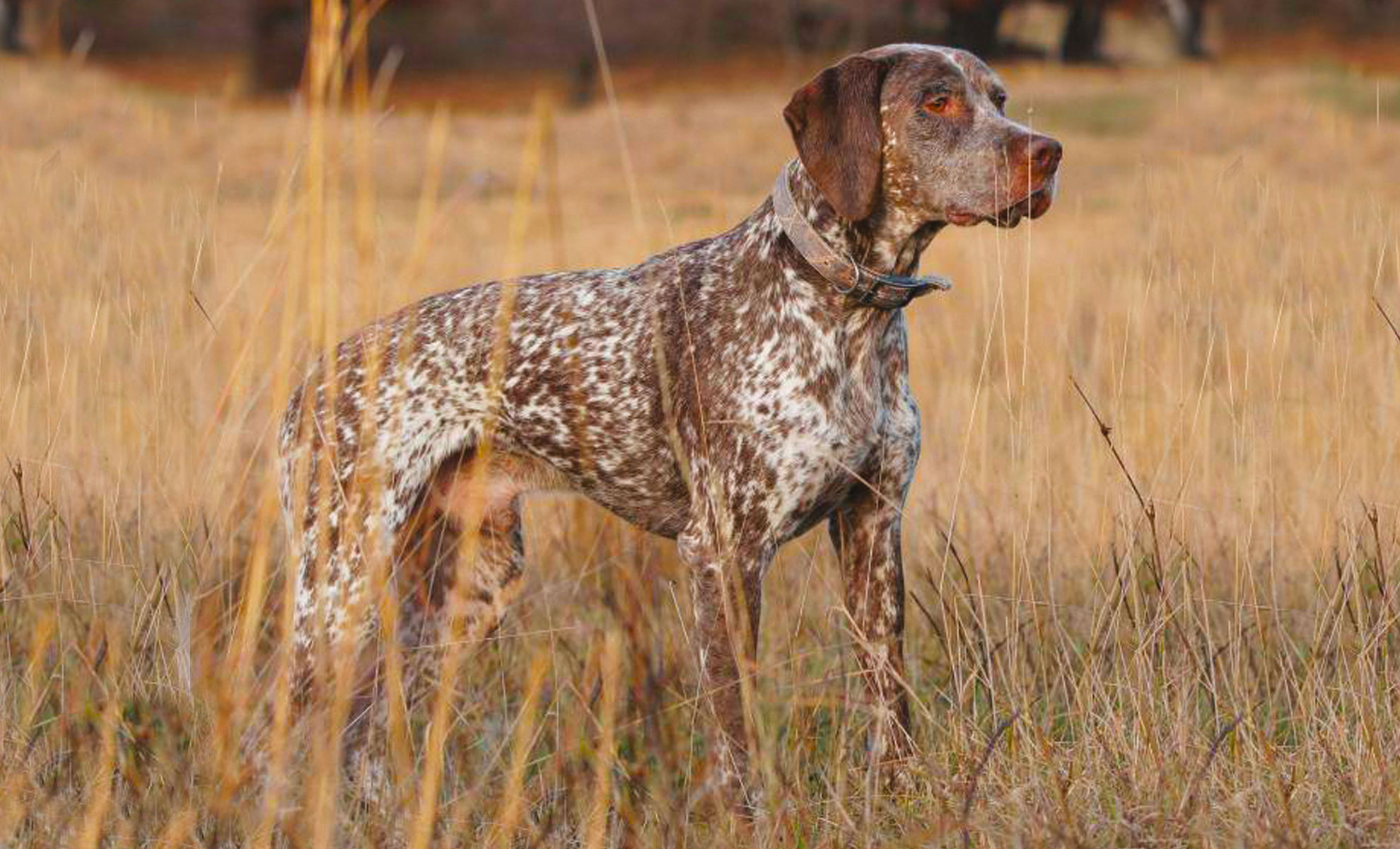 Un Bracco del Bourbonnais se ne sta allerta in un campo erboso e il suo mantello maculato si confonde perfettamente con lambiente circostante mentre guarda lontano.