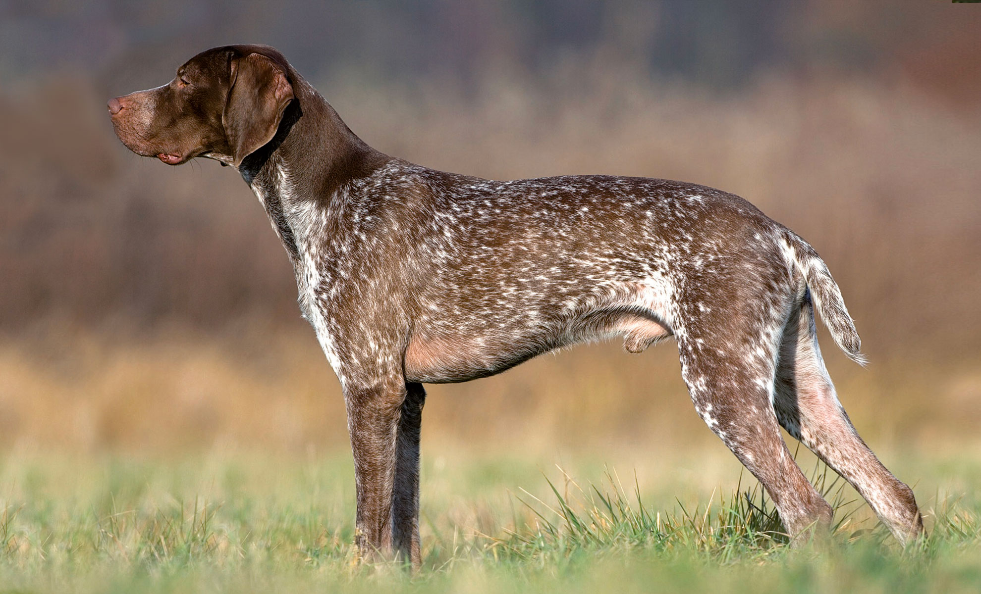 In un rigoglioso campo erboso, un cane da caccia tedesco a pelo corto marrone e bianco mantiene la sua posizione con leleganza di un Bracco Francese.