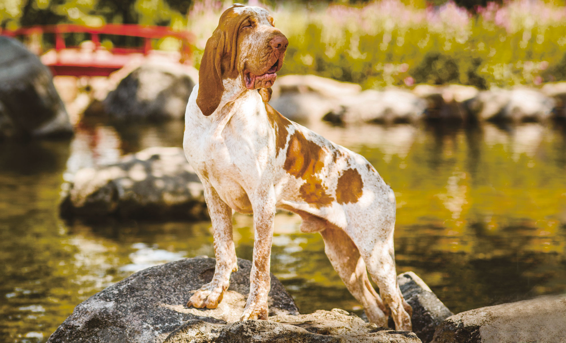 Un cane Bracco Italiano maculato di bianco e marrone è in piedi sulle rocce vicino a uno stagno, con un ponte rosso e una vegetazione rigogliosa sullo sfondo.