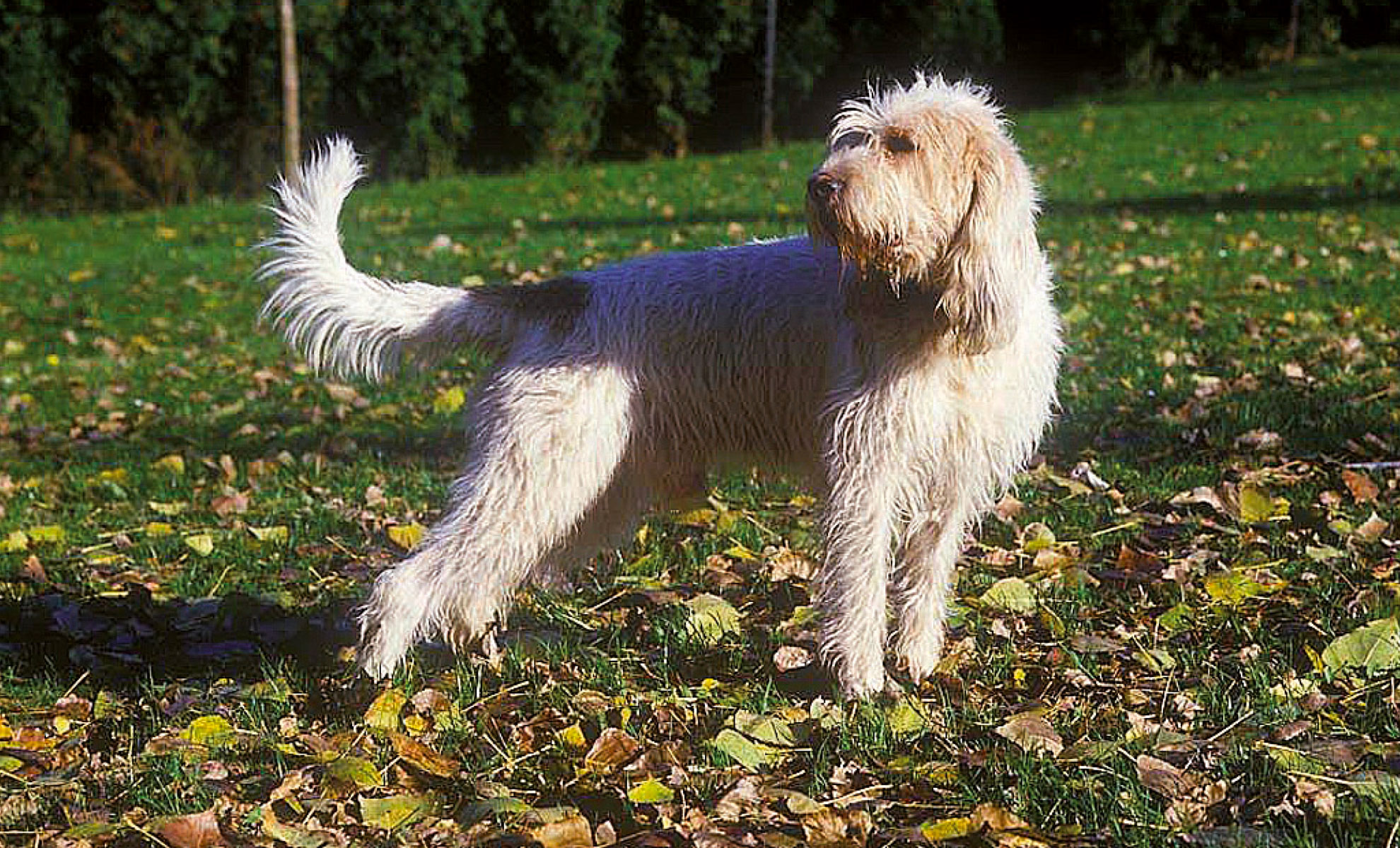 Un Briquet Griffon Vendéen dal pelo ispido, bianco e marrone, è in piedi sullerba ricoperta di foglie cadute, con lo sguardo rivolto verso il lato.
