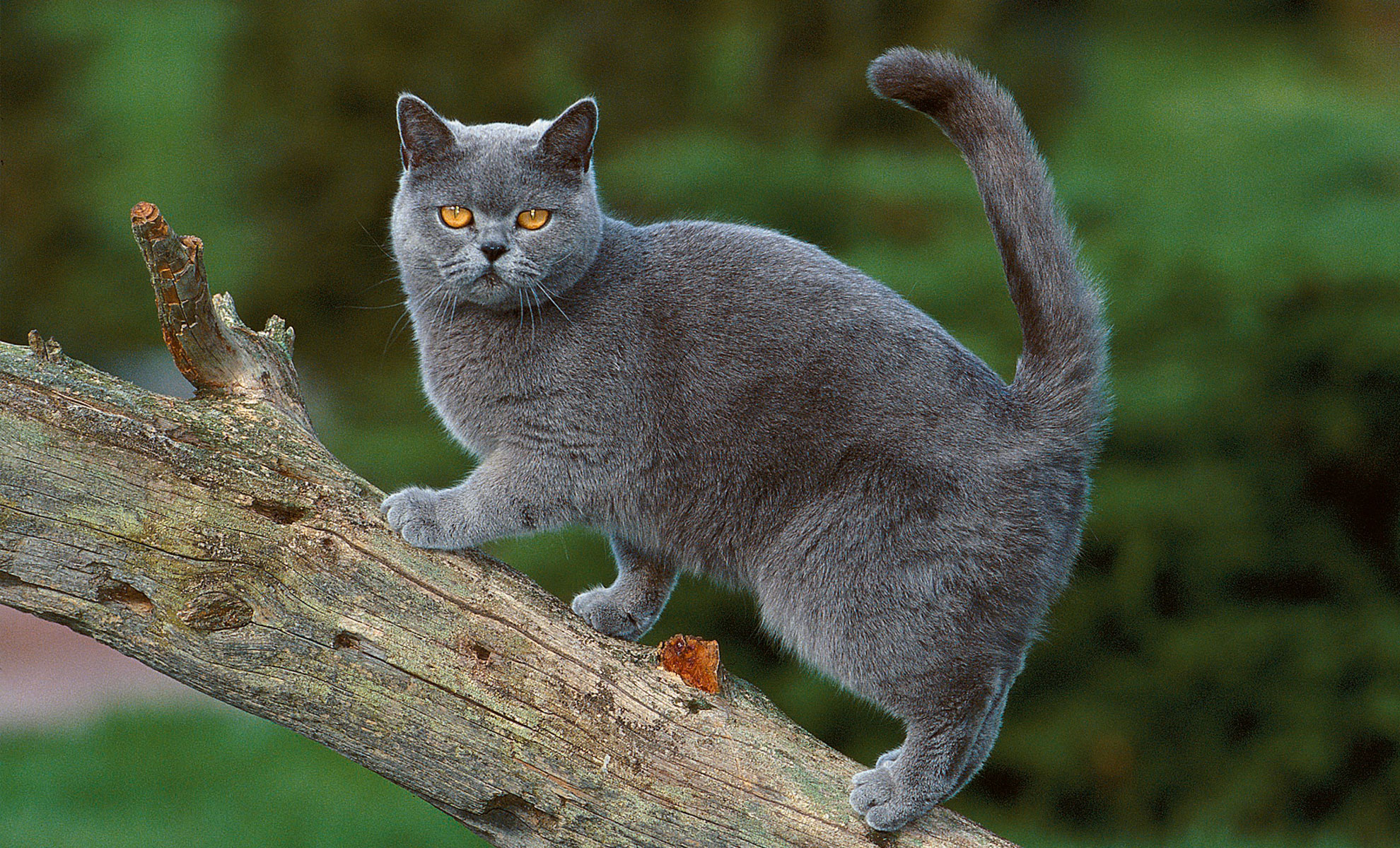 Un gatto British Shorthair con gli occhi gialli è in piedi su un ramo di un albero, con la coda alzata e unaria vigile su uno sfondo verde sfocato.
