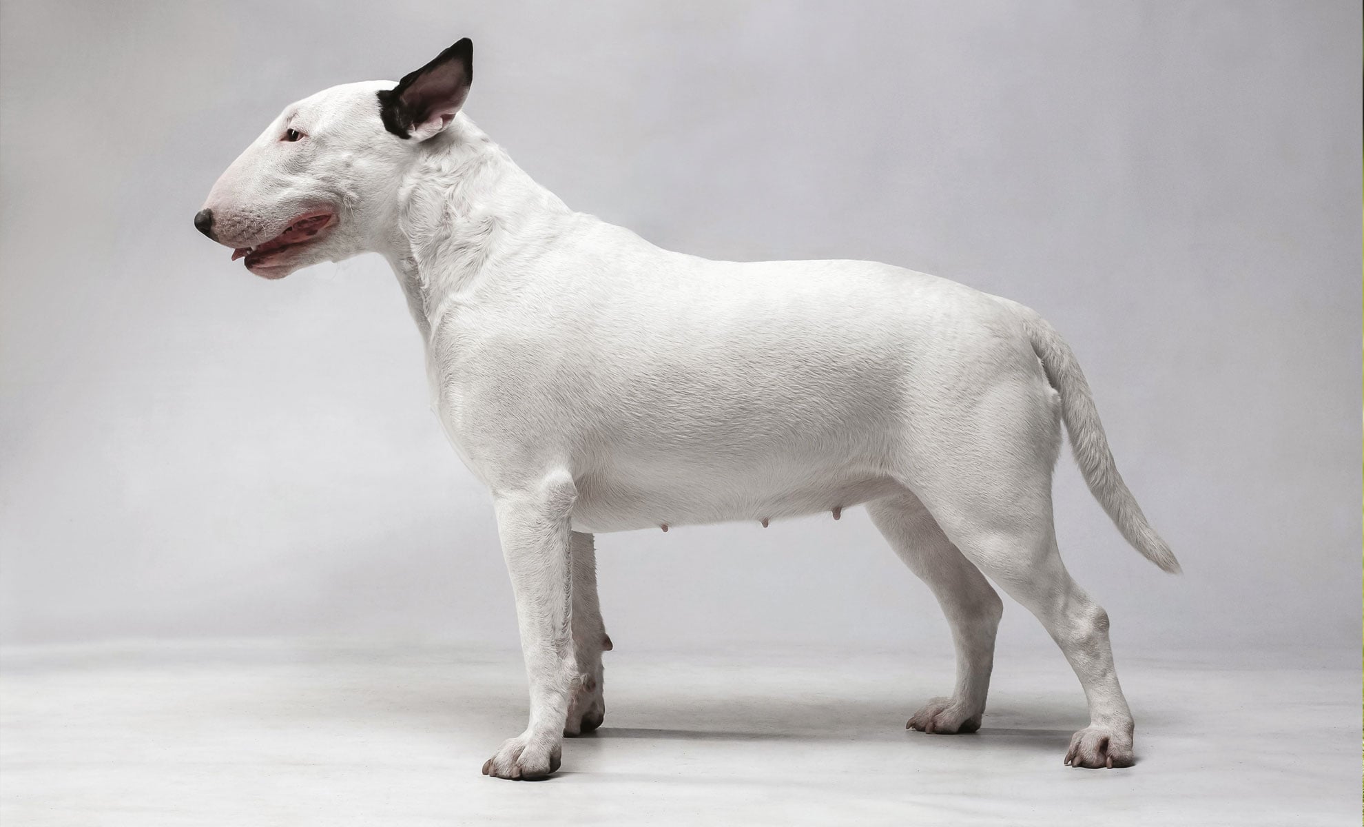 Un Bull Terrier, bianco splendente e liscio, si erge elegantemente su uno sfondo semplice, rivolto verso sinistra.