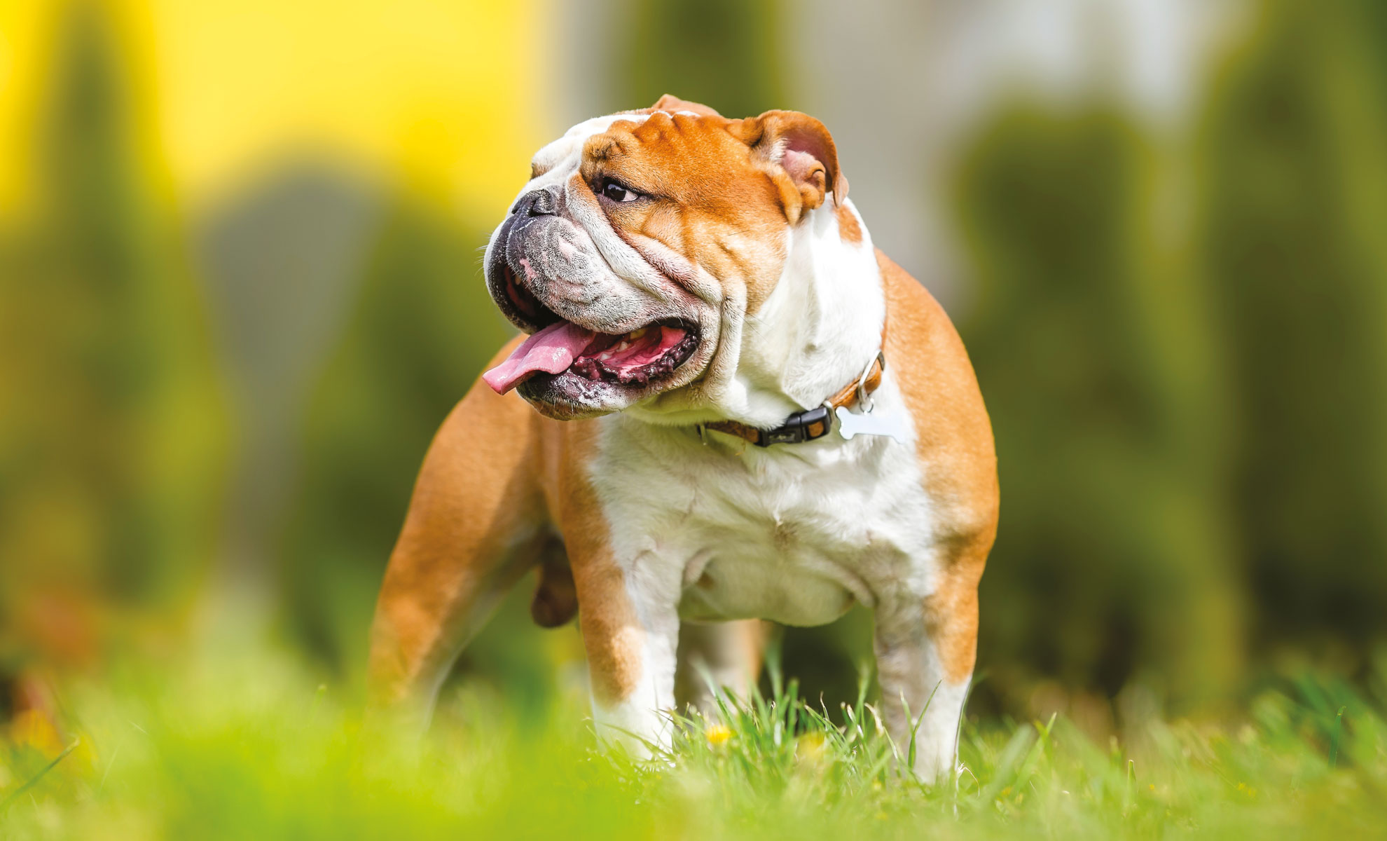 Un bulldog marrone e bianco in piedi sullerba, con la lingua fuori e lo sguardo rivolto di lato.