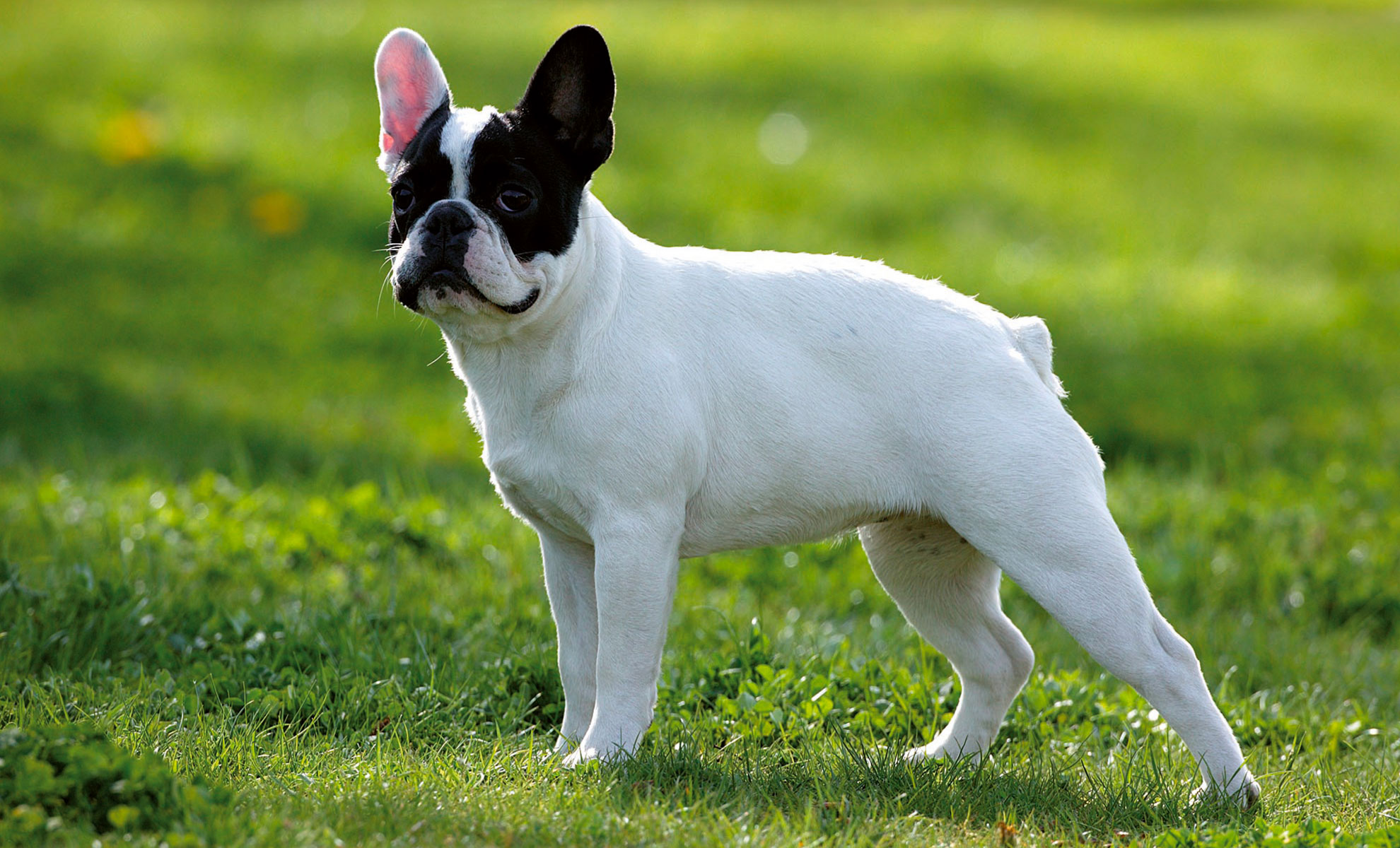 Un Bulldog Francese bianco e nero se ne sta allerta sullerba verde, con un orecchio rizzato.