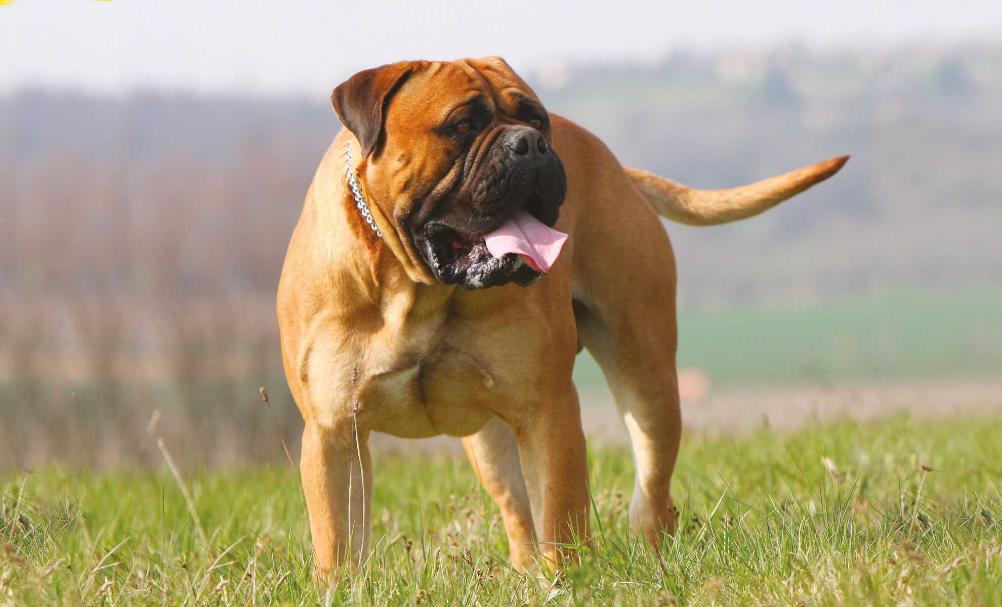 Un grande mastino marrone con la faccia nera è in piedi sullerba, guardando di lato con la lingua fuori. Lo sfondo è un paesaggio sfocato.