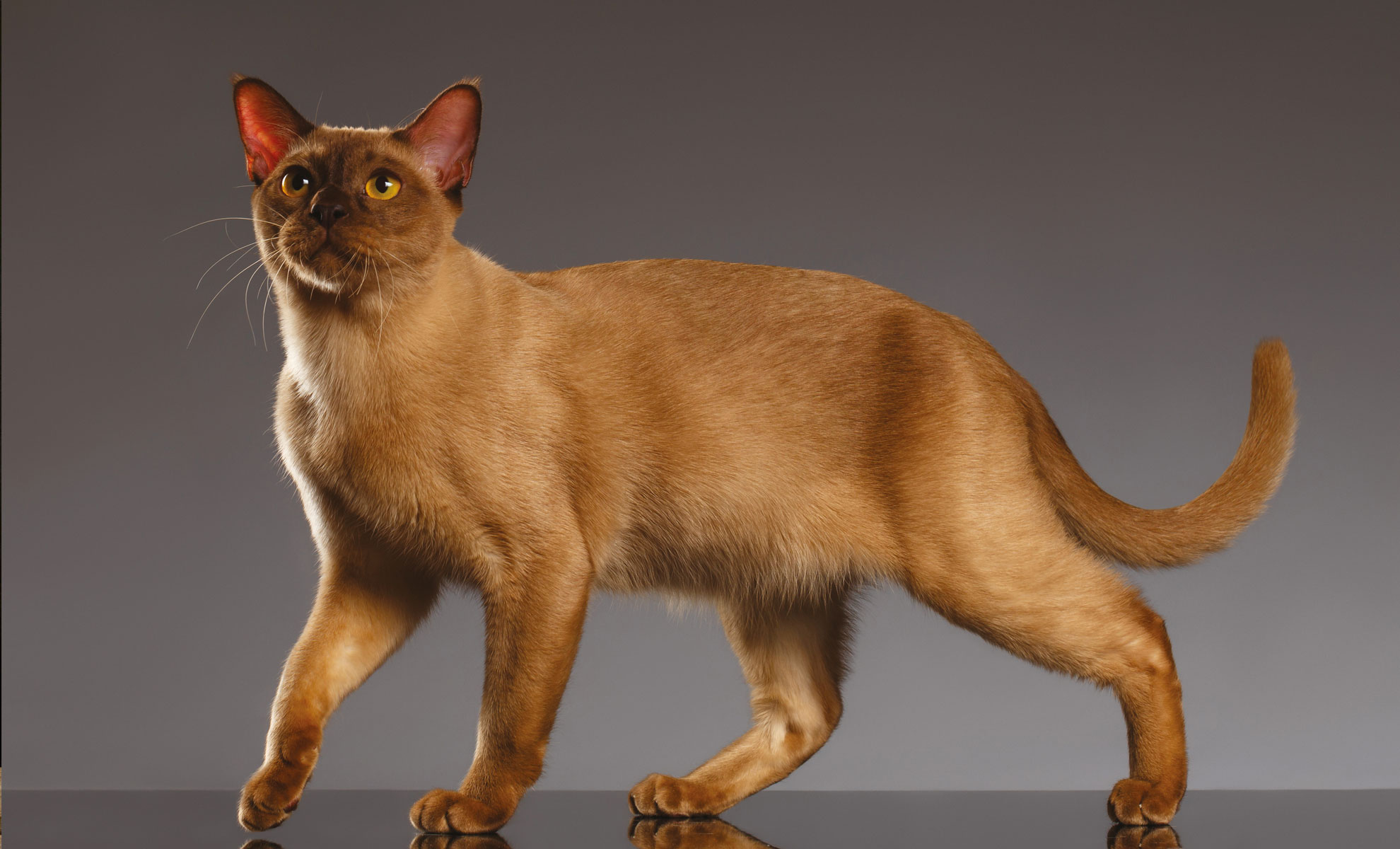 Un gatto marrone con gli occhi gialli è in piedi su uno sfondo grigio e guarda leggermente verso lalto.