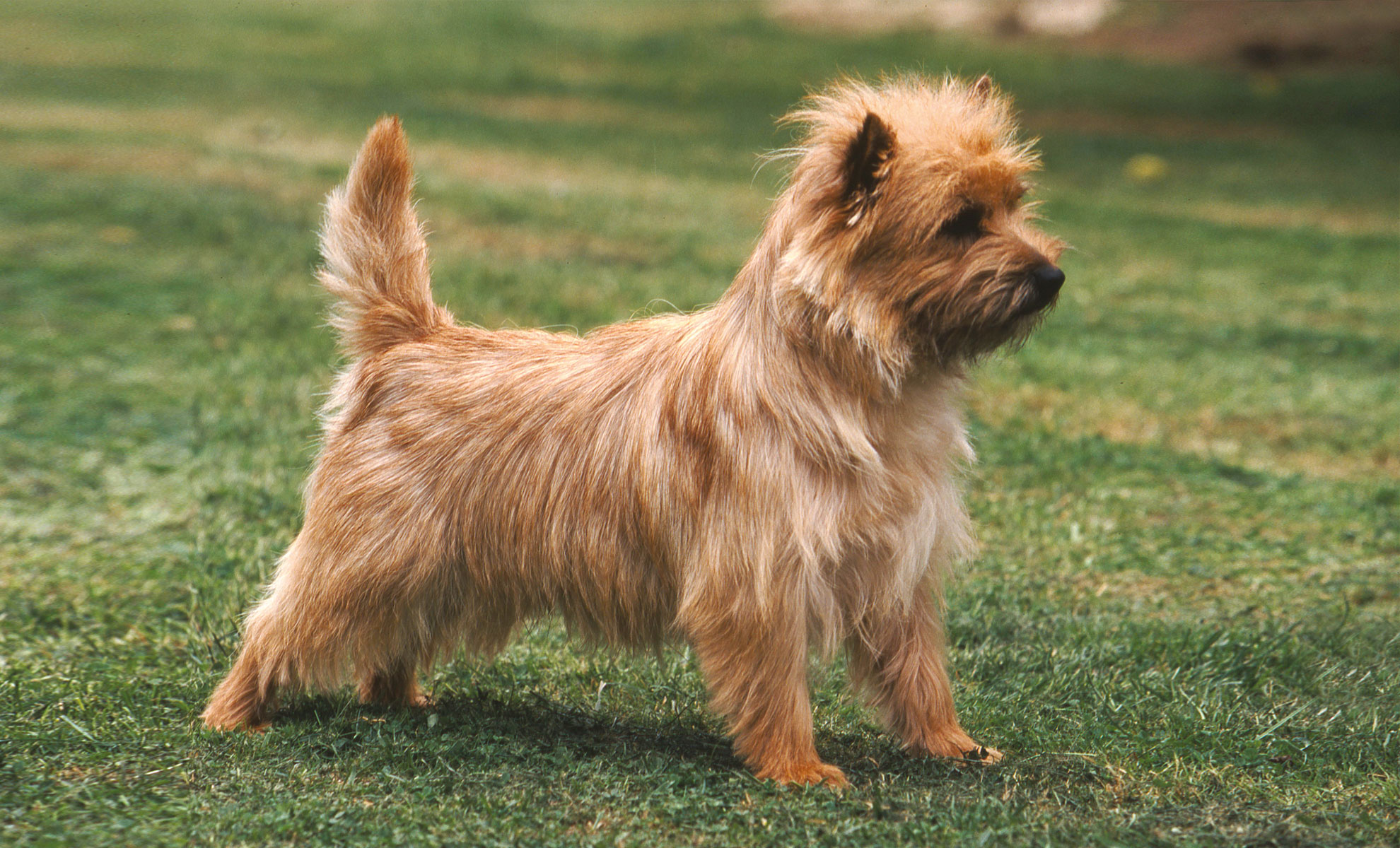 Un piccolo Cairn Terrier color cammello se ne sta vigile sullerba verde, a rappresentare con fierezza la sua razza canina.