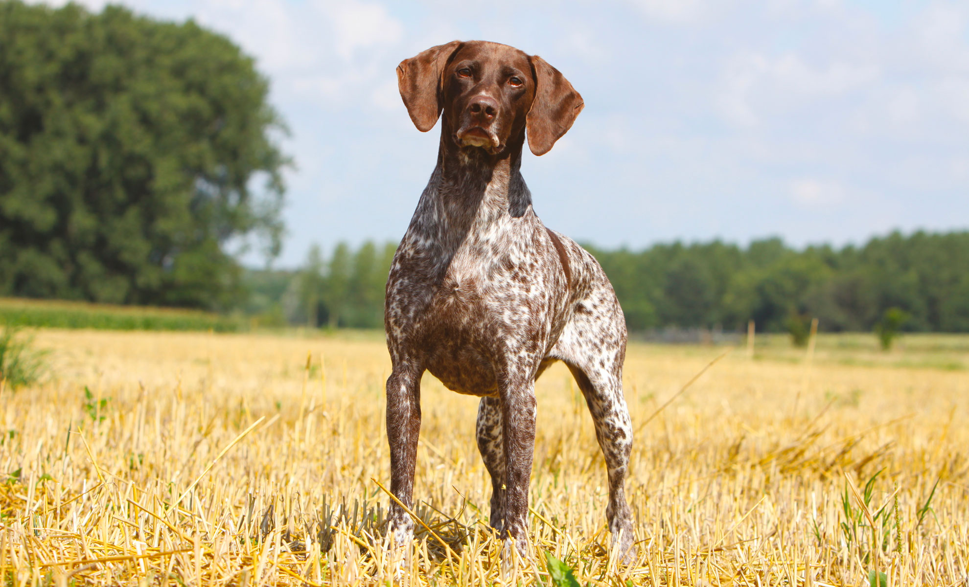 Il Bracco Tedesco a pelo corto, con il suo pelo corto liscio, sta allerta in un campo, incorniciato da alberi e un cielo terso. Questo Cane da Ferma Tedesco incarna grazia e agilità.