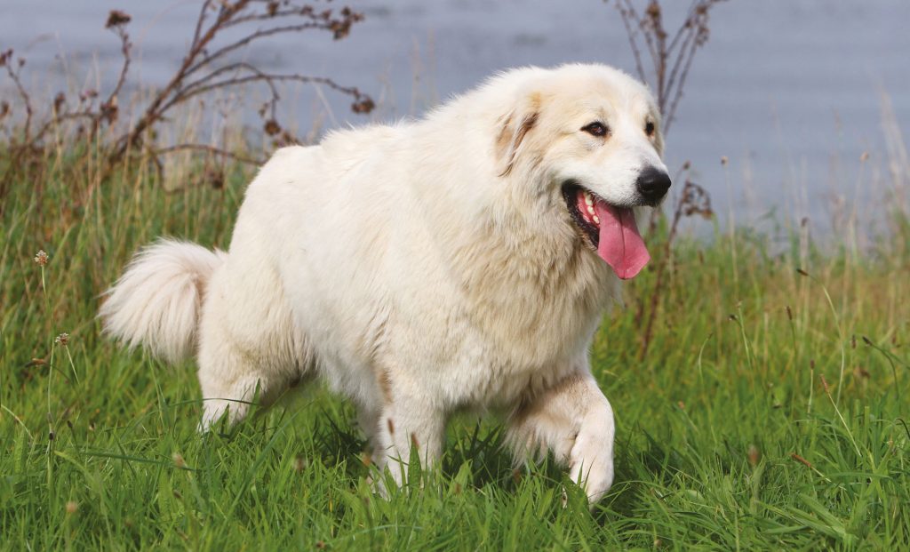 Cane da Montagna dei Pirenei Petme