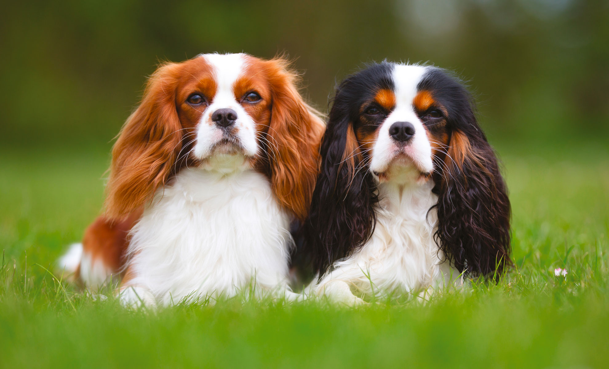 Cavalier King Charles Spaniel - Petme