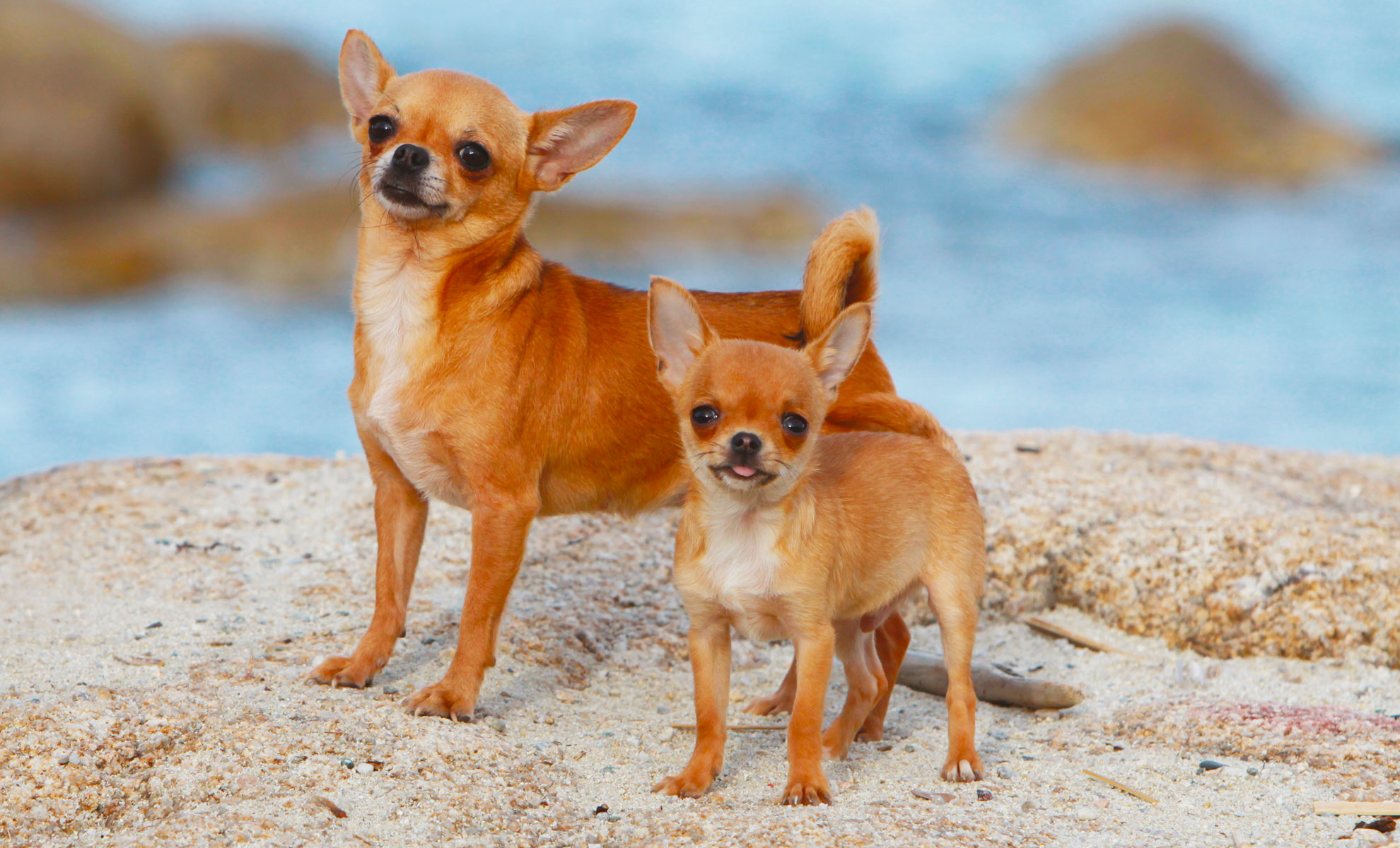 Due Chihuahua sono in piedi su una spiaggia sabbiosa con loceano sfocato e le rocce sullo sfondo.