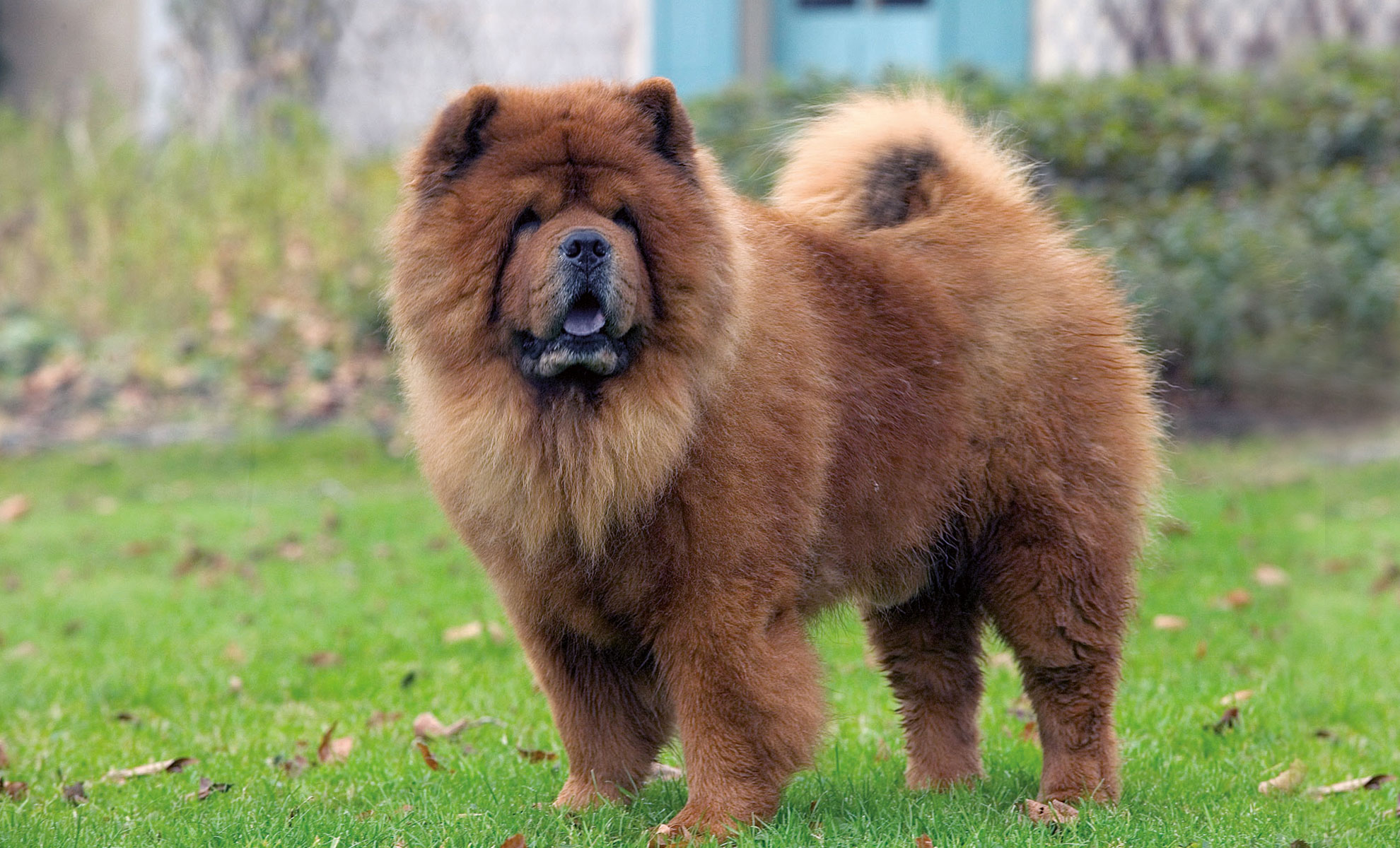 Un soffice Chow Chow marrone è in piedi sullerba con la coda arricciata e guarda avanti.
